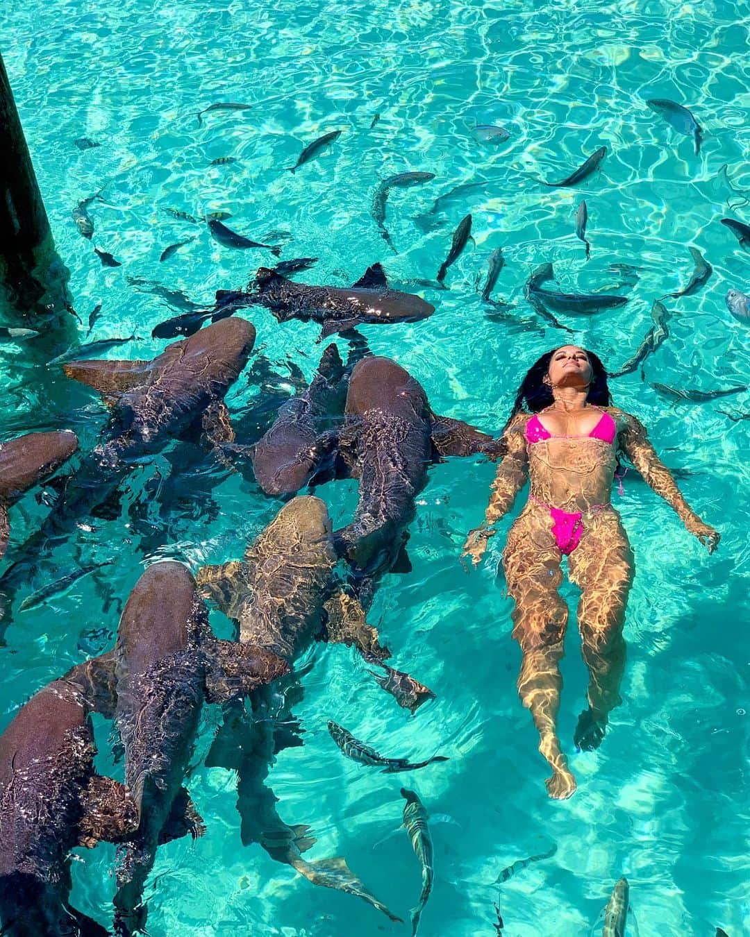 Jessica Arevaloさんのインスタグラム写真 - (Jessica ArevaloInstagram)「Swimming with the nurse sharks was such an amazing experience!🦈 - Would you swim with sharks?」9月29日 8時16分 - jessicaarevalo_