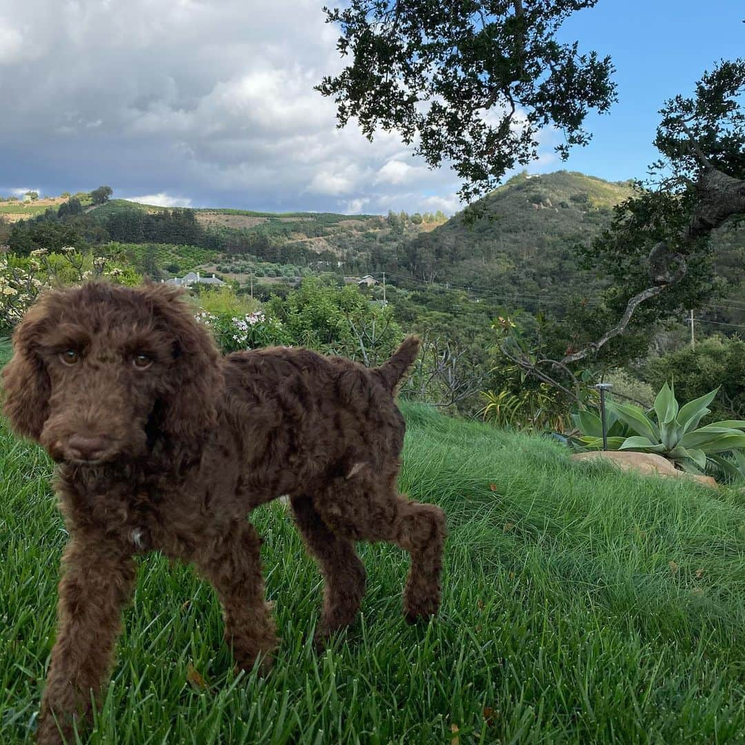 ポーシャ・デ・ロッシのインスタグラム：「Wallis in the wilderness. She was emaciated when we rescued her 3 weeks ago and now she’s a healthy poodle puppy @wagmorpets」