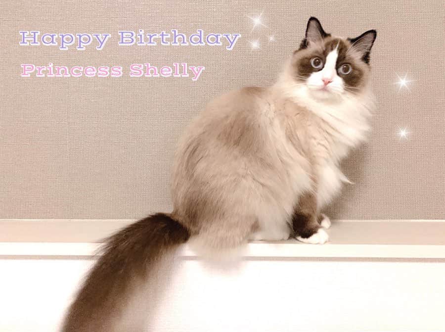 國嶋絢香さんのインスタグラム写真 - (國嶋絢香Instagram)「9月29日 は #招き猫の日 ❤︎ そんな、素敵な日に生まれたうちのプリンセスが 1歳のお誕生日を迎えることができました🎂✨ . 毎日の癒しをありがとう💗 シェリーのおかげで毎日幸せ💗 . これからも、もふもふもちもちで たぬき感溢れるシェリ子が大好きよ🥺 . 2枚目は、初めて我が家に来た日❤️ ぬいぐるみみたい🧸❤️ . #うちのプリンセス #HappyBirthday #1歳 #お誕生日 #🎂」9月29日 10時02分 - ayakakunishima
