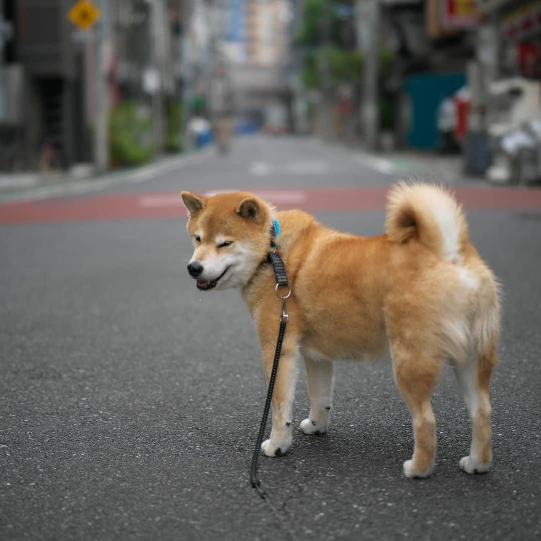 まる（まるたろう）さんのインスタグラム写真 - (まる（まるたろう）Instagram)「You asked for me? Can I help you?✨🐶✨まるの事呼んだ？どしたの。 #相談に乗るよ #なんでも相談してね #柴犬まるの悩み事相談室 #根津の柴」9月29日 10時15分 - marutaro