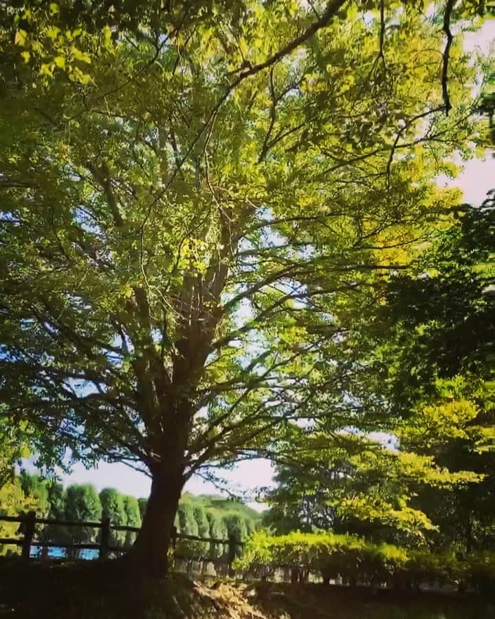 金子実加のインスタグラム：「もう9月も終わり、最後の日曜✨🍃 . 今年は貴重な体験を経験させて頂いて、 たくさん喜怒哀楽、表情豊かな日々を 過ごしてるな〜と、感謝の気持ちで一杯です。 . . 2019年終わるまで、しっかり頑張っていこ〜っと🌝❤️ . . . . . . . #名水 #散歩 #緑 #金子実加 #happy #癒し #自然」