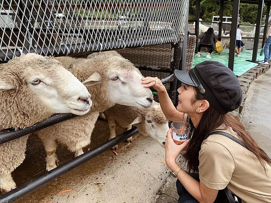 Marika Kajiwaraさんのインスタグラム写真 - (Marika KajiwaraInstagram)「大好きな動物とのふれあい🐏💓 ＊ 昔から動物なんでも大好きで 出会うと必ず触りたくなる( ･⊝･ ) ＊ ここはチェジュの牧場カフェで 羊、やぎ、馬と触れ合えて あとわんちゃんもいたよ🤤♥️ ＊ ＊ ＊ #牧場 #牧場カフェ #チェジュ島 #週末チェジュ #韓国 #韓国旅行 #旅行 #女子旅 #trip #traveler #instagood #marika_trip」9月29日 12時07分 - marika__kw