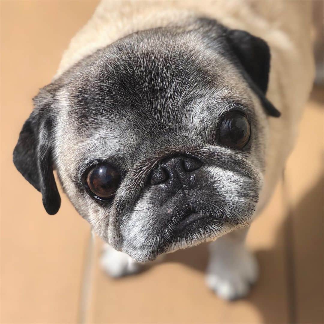 八兵衛のインスタグラム：「Good morning🐶 * * 縁側おじさん。 * * 暑いから撤退。 * * #あれ雨予報だったよねw #ほぼ黒パグ #おじいちゃん犬 #pug #puggy #puglife #puglove #petstagram #pugstagram #pugsofinstagram #pugs #dog #ふわもこ部  @igersjp #IGersJP #east_dog_japan #pecoイヌ部 #八兵衛 #はちべえ #朝ワンコ夕ニャンコ」