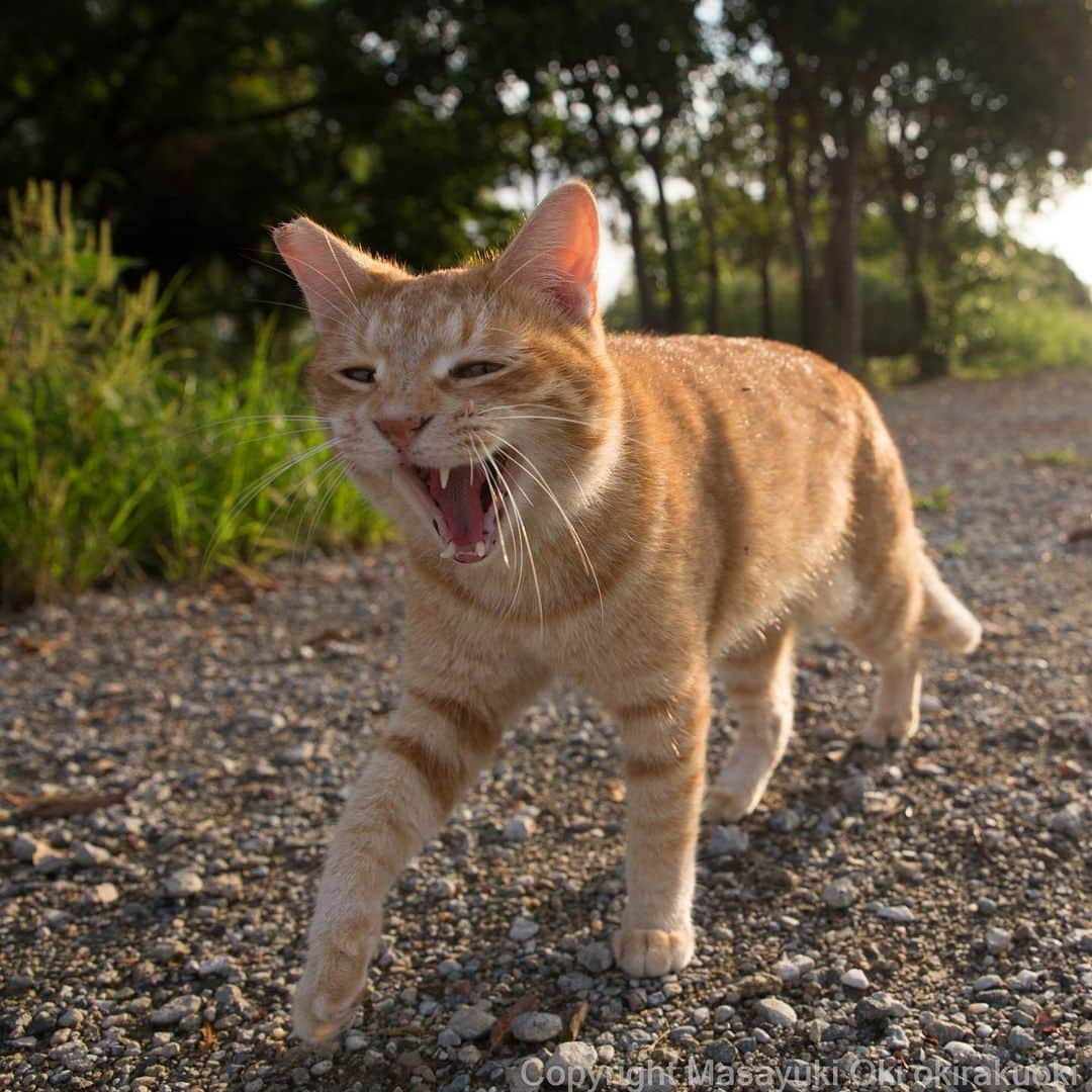 Masayukiさんのインスタグラム写真 - (MasayukiInstagram)「あくびしながら。  #cat #ねこ」9月25日 17時03分 - okirakuoki