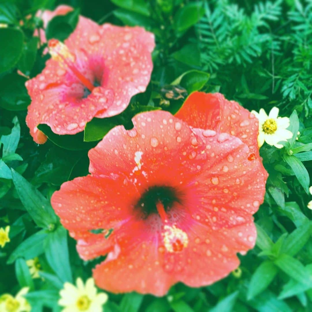 中野敬久さんのインスタグラム写真 - (中野敬久Instagram)「#flower #flowersoflife #red #wet #wednesday」9月25日 8時59分 - hirohisanakano