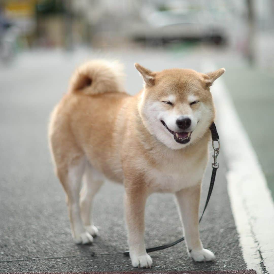 まる（まるたろう）さんのインスタグラム写真 - (まる（まるたろう）Instagram)「は～い、みなさんおはまるさまです～今日もラジオまるちゃん聴いてくれてわんがと～。栃木県小山市のまるちゃんと同じ体重の柴犬うちにいますよさんからいただきました。「うちの近所のスーパーにもつながれっぱなしのわんこをよく見かけます。この行為がなぜダメなのか、まるちゃん世界に発信してください！」これな。まるも過去にブログで2回話題に出したけど、なかなかなくならないよね。たぶんね、圧倒的に「わんこの立ち場」になって考えることができないからなんだと思うんだよね。わんこが難しかったら、3歳児の気持ちになって考えてみるといいよ。怖いし危ないし何より不安だよね。さらに悪いことには、他のみんなに迷惑をかけていることだよ。動物さんや子どもへの虐待がこの世からなくなりますように。パパがこの世を救うミラクル装置を一日でも早く完成させることができますように。ふざけているんじゃないよ！心からのまるの今一番の願いなんだ。✨🐶✨ Good morning guys! This is DJ MARU. You are now listening to RADIO MARUCHAN. Let's start with a question from listener, "I sometimes see a chained dog left alone in front of a shop. He is waiting his owner finishing shopping. I'm so sorry because he seems to me that he is just plain scared. This is an impermissible behavior. I want you to share this through SNS to the world." Sigh, this old habits die hard. I think those who left their dog alone cannot imagine put themselves in dogs shoes. If you cannot imagine dogs shoes, how about imagine a little boy crying alone on the road. You must have felt lonely and helpless. To make it worse, that is troublesome behavior. I'm longing for that my dad invents a Miracle Device to save all dogs and children from abuse as soon as possible, a day or even an hour. I'm not kidding! I'm serious! This is my deepest wish. #動物愛護週間 #わんこをお店の前に放置しないで #子どもを自転車に乗せたまま放置も禁止 #小さきものにやさしくしてね #なんかあってからでは遅いのよ」9月25日 9時08分 - marutaro
