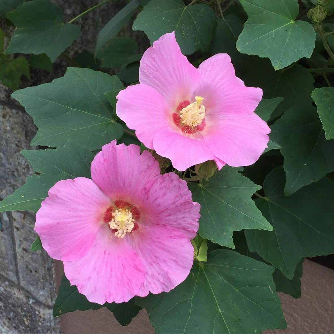 奥田恵梨華さんのインスタグラム写真 - (奥田恵梨華Instagram)「子供が夏生まれなら、絶対葵って名前付けちゃうなぁ〜。 これは芙蓉。 #芙蓉 #アオイ科」9月25日 9時33分 - erikaokuda_official