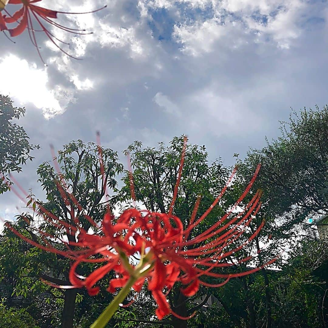 工藤静香さんのインスタグラム写真 - (工藤静香Instagram)「今年もお彼岸に、花が咲きました  可憐で切ない彼岸花の花言葉は 情熱 、想うはあなたひとり 、あきらめ 、再会 、悲しい思い出 、また会う日を楽しみに 。。。。。 彼岸花の天に向かって咲いている姿は、天国にいる愛する人へ向けて咲いているようにも見えますね。」9月25日 9時48分 - kudo_shizuka