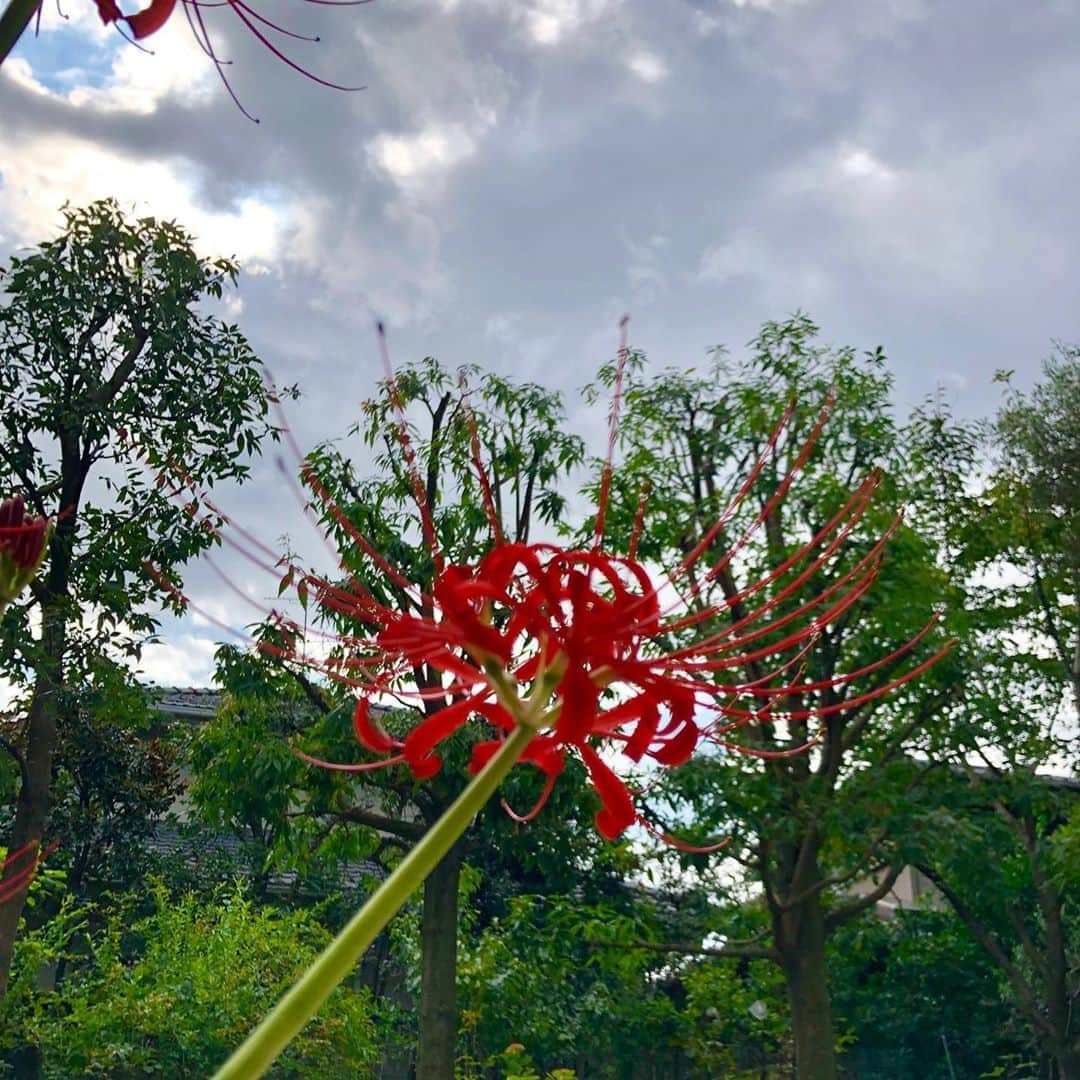 工藤静香さんのインスタグラム写真 - (工藤静香Instagram)「今年もお彼岸に、花が咲きました  可憐で切ない彼岸花の花言葉は 情熱 、想うはあなたひとり 、あきらめ 、再会 、悲しい思い出 、また会う日を楽しみに 。。。。。 彼岸花の天に向かって咲いている姿は、天国にいる愛する人へ向けて咲いているようにも見えますね。」9月25日 9時48分 - kudo_shizuka