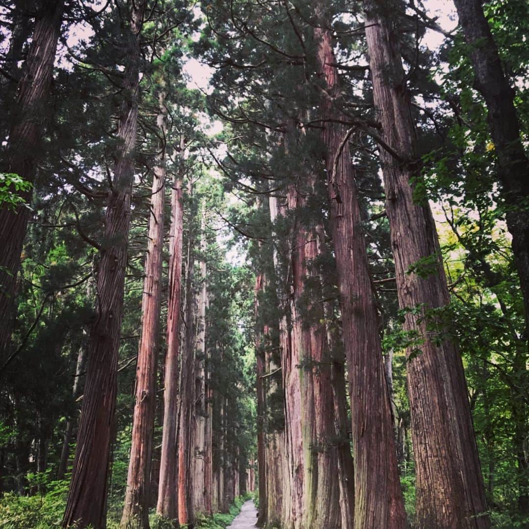 竹村優香さんのインスタグラム写真 - (竹村優香Instagram)「少し遅めの夏休みで長野旅🌿 戸隠では、たくさんの大きな杉の木が迎えてくれました！ 樹齢400年を超えていて、とてつもない生命力を感じました☺️✨ #戸隠 #長野 #フル充電 #あまりの居心地の良さに #急遽延泊決定 #trip #hugme」9月25日 9時51分 - yuka_tkmr