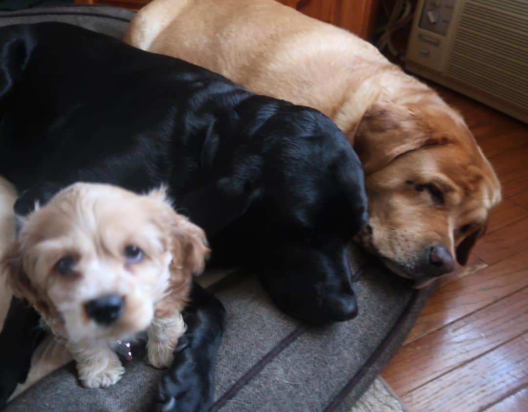 Jake And Gingerのインスタグラム