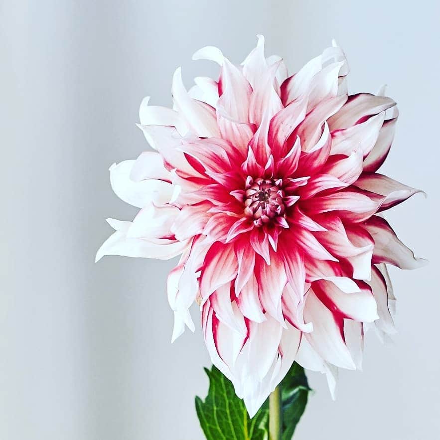 青山フラワーマーケットのグルメインスタ