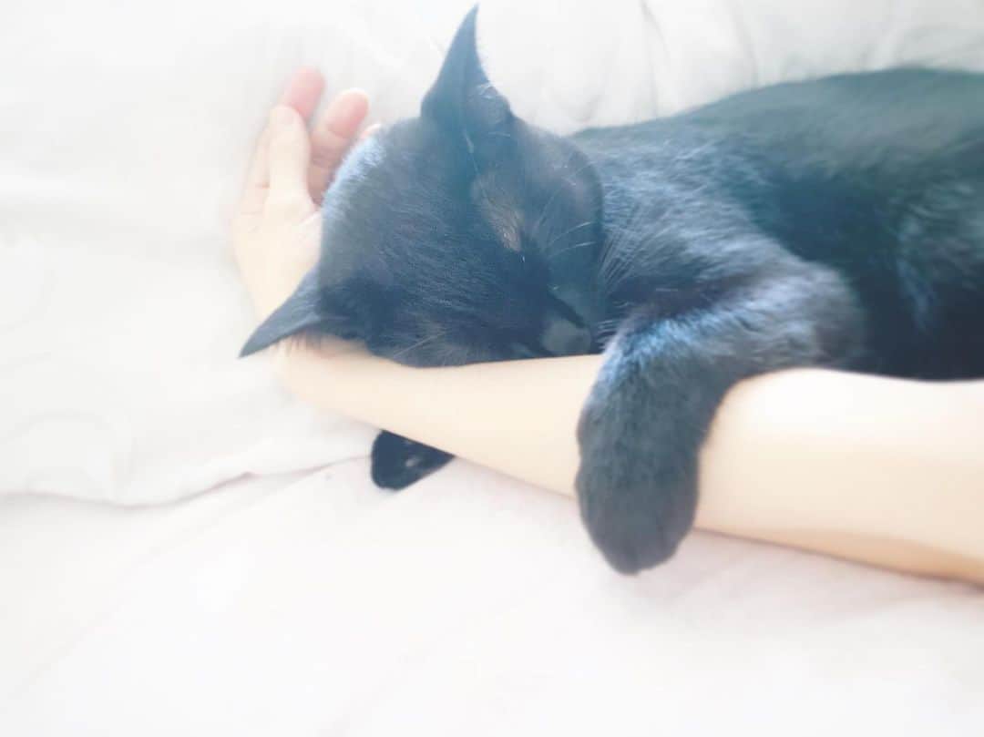 澤田友美さんのインスタグラム写真 - (澤田友美Instagram)「. 手をかかえて寝たいジジ😍 たまに足の裏をかかえて寝るパターンは謎だけど😂 . . #blackcat #gigi」9月25日 11時27分 - tomomi__sawada