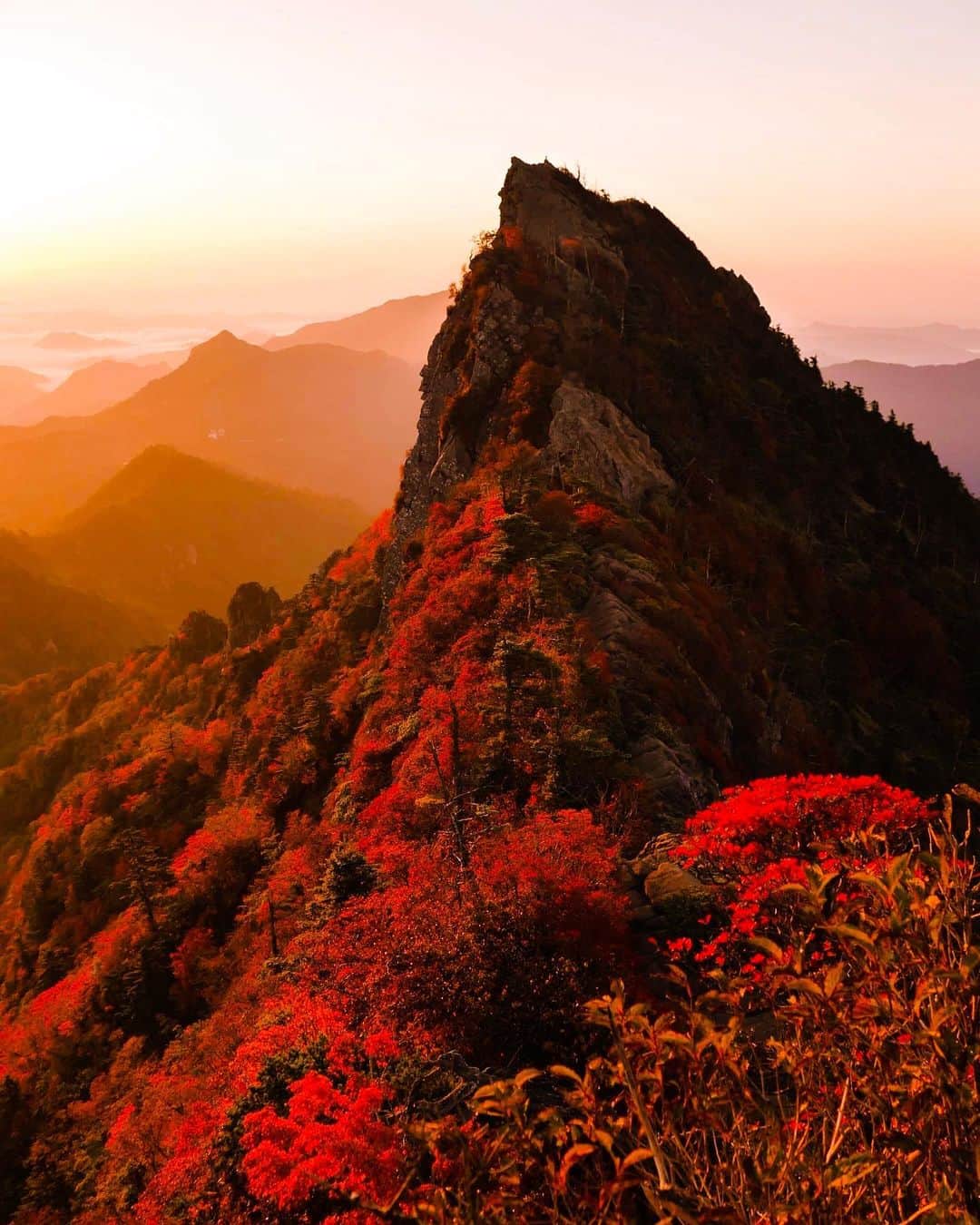 のインスタグラム：「秋は山から下りてくる  石鎚山頂の紅葉のピークは例年10/10くらい。 ハイキングのご予定はお早めに★  #石鎚山 #mtishizuchi #紅葉 #西条市 #いよ西条 #伊予西条 #愛媛 #四国 #瀬戸内 #Ehime #Shikoku #Setouchi #inaka #田舎暮らし #愛媛旅行 #四国旅行 #japantravel #japaneseculture #japantrip #explorejapan #visitjapan #traveljapan #travelinjapan #lovesaijo #🍁 #⛰」