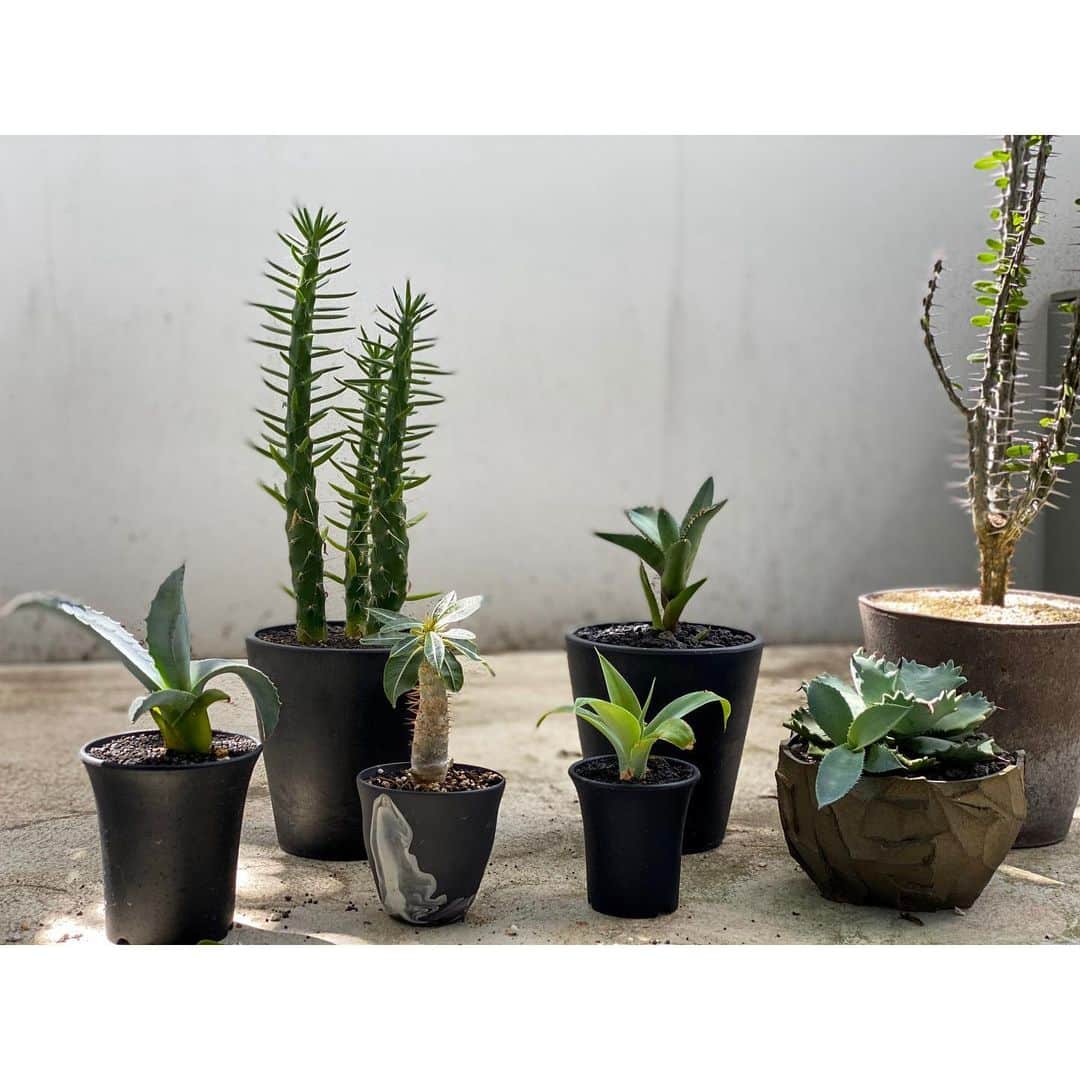 内田朝陽さんのインスタグラム写真 - (内田朝陽Instagram)「My Botanicals Team 🌱 風に吹かれて日光浴  其々に想い出のある子たちです  #caudex #euphorbia #pachypodium #plants #cactus #botanical #flower #garden #gardening #コーデックス #ユーフォルビア #カクタス #サボテン #ボタニカル #パキポディウム #塊根植物 #多肉植物 #植物のある暮らし#植物のある生活 #インテリア #仙人掌 #선인장 #صبار #syn_pot」9月25日 12時04分 - asahi_uchida