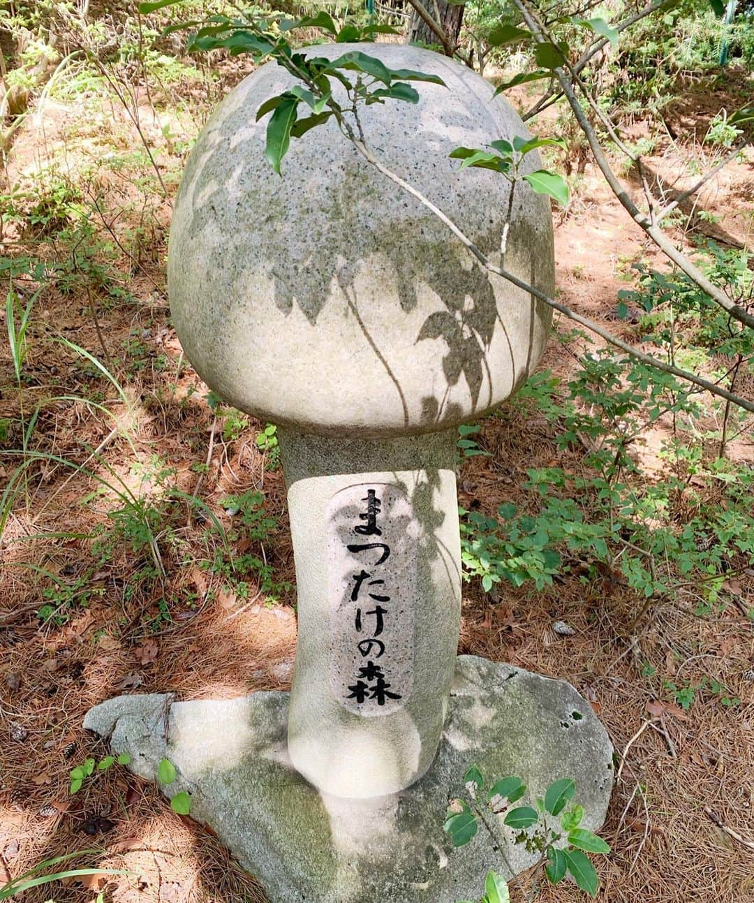 杉浦太陽さんのインスタグラム写真 - (杉浦太陽Instagram)「今年初の松茸狩り！  松茸様〜〜！！ 石碑までたってる〜〜！ 日帰りで往復8時間w きのこマイスターとしても、 貴重な体験させていただきました！  @ #長野県伊那市 #松茸狩り #松茸様 #松茸石碑 #里山 #きのこマイスター」9月25日 12時28分 - sugiurataiyou_official