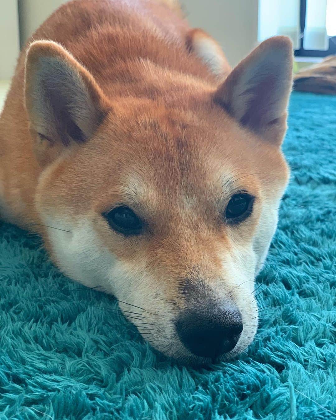 のインスタグラム：「. . ただいまーーー😭😭😭 . . #だいず #だいず🐕💓 #豆柴 #豆柴部  #柴犬 #しばいぬ  #犬のいる暮らし#🐶 #🐕#いぬすたぐらむ #ワンスタグラム #しばすたぐらむ #mameshiba#shibainu#shibastagram #柴犬好きさんと繋がりたい #柴犬のいる暮らし #柴犬ライフ」