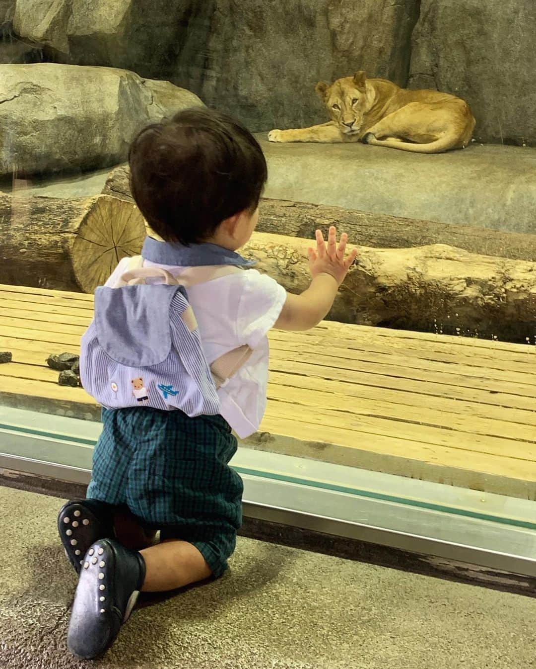 愛川ゆず季さんのインスタグラム写真 - (愛川ゆず季Instagram)「こんにちは。 はじめての動物園ズーラシアにいってきたよ。 わたしも初ズーラシア！ . ひろすぎるので とりあえず、奥の方までバスで行き 笑 . 坊っちゃんベビーカーに乗ってくれず 炎天下の下 汗だく抱っこ💪💦 . カバさん . オカピ！！！ .  カッコ良い！ .  ライオンさん . まさかのミーアキャットに大興奮😂 .  馬の餌やりも体験出来たのですが わたしがびびりまくり 震えてとびあがる😱💦馬さんの歯茎半端ない。 .  楽しそうでなにより。 もう少し大きくなったらまたいきたいな^ ^ . #ズーラシア #男の子ママ #新米ママ #愛川ゆず季」9月25日 13時34分 - aikawa_yuzuki