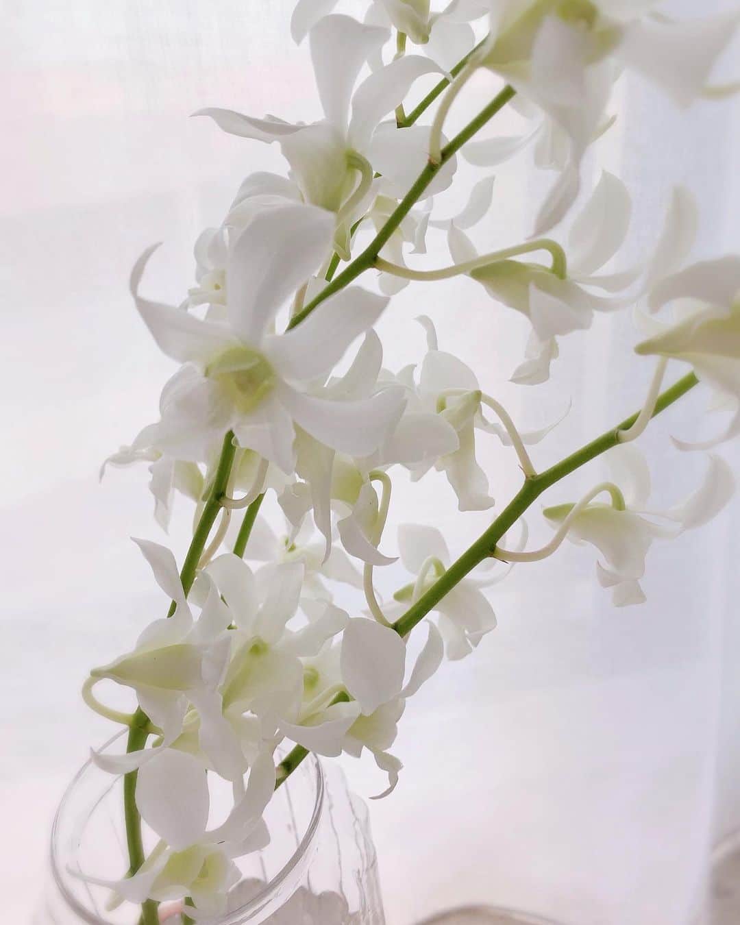 トリンドル玲奈さんのインスタグラム写真 - (トリンドル玲奈Instagram)「好きなものアップして☺️という皆さんからのコメントに甘えて…  またお花✨💕 なんて言うんだろうなこのお花。 かわいい。。」9月25日 14時21分 - toritori0123