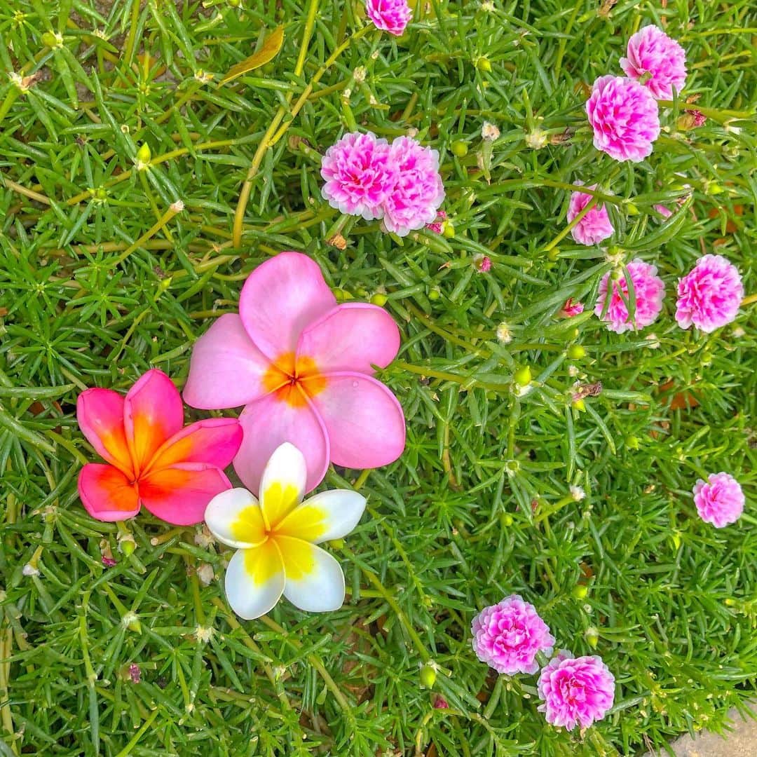 かにゃさんのインスタグラム写真 - (かにゃInstagram)「バリには可愛いお花がたくさん咲いててるんるん🌼🌴 . お花見てテンション上がるところとかやっぱ私って女子だな〜と思う時😽 普段はそんな乙女な感じないですけどw . . #プリメリア #花 #バリ島 #バリ #インドネシア #バリ島旅行 #バリ旅行 #旅好きな人と繋がりたい #旅行好きな人と繋がりたい #旅 #旅行 #旅行好き #旅好き #旅人 #旅女子 #旅女 #女子旅 #タビジョ #bali #baliindonesia #Indonesia #travel #traveling #traveler #travelphotography #travelgram #instatravel #travelblogger #flowers #plumeria」9月25日 18時44分 - kanya_435