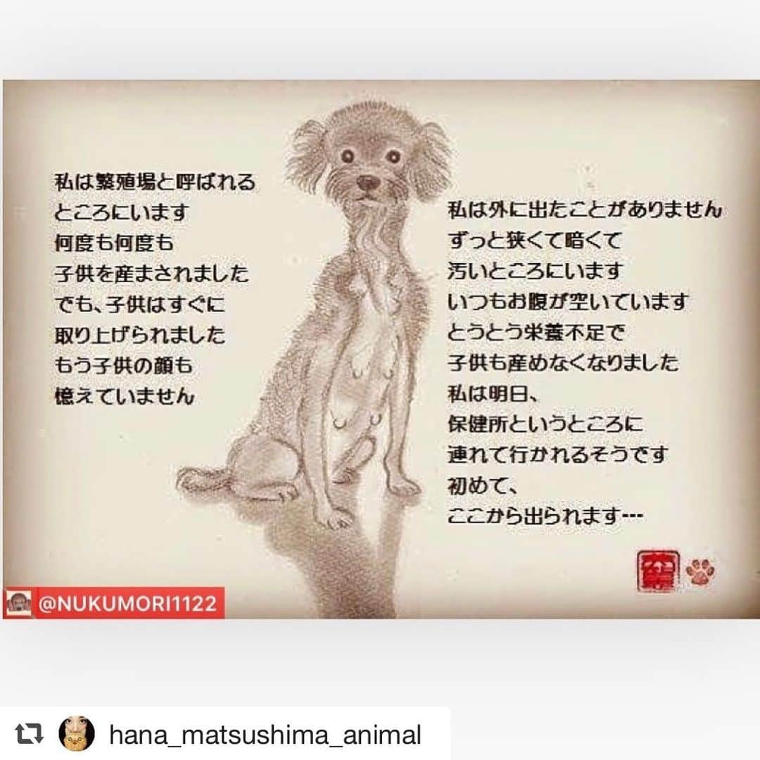 早坂香須子さんのインスタグラム写真 - (早坂香須子Instagram)「ペットショップで家族を迎えた方を非難するポストではありません。 ただ、これもひとつの現実。 知らなければ知ればいいだけで、 ひとり知ることでこれからの意識がかわり 行動がかわり、その輪が広がって世の中が変わると信じてる。 動物の事だけじゃなく、 環境のこと、エネルギーのことなど、 まだまだいろいろ知りたい。 “私は何も知らない” という立ち位置で、いつもいたい。  花ちゃん、ありがとう。  #repost @hana_matsushima_animal  今日は「動物愛護週間」6日目です！ . この動物愛護週間において… 皆さんと一緒に考えたい、 今、私たちの周りで起きていることをリポストさせて頂いています。 . 今日は、先日9月15日に投稿した真白ちゃんのような〝パピーミル〟のお話のリポストです。 . ペットショップで買う人がいる限り、真白ちゃんと同じ〝繁殖犬〟〝繁殖猫〟は後を絶ちません。 . . #花アニマル #繁殖犬 #繁殖猫 #ペットショップへ行く前に #ペットショップへ行く前に里親になる選択 #ペットショップへ行く人の10人に1人が里親になれば殺処分はなくなります . . @nukumori1122 #Regram #Repost via @PackeDApp #PackeDApp . . ★★ この子は誰のお母さん？ ★★ . . 私は繁殖場と呼ばれる ところにいます 何度も何度も 子供を産まされました でも、子供はすぐに 取り上げられました もう子供の顔も 憶えていません . 私は外に出たことがありません ずっと狭くて暗くて 汚いところにいます いつもお腹が空いています とうとう栄養不足で 子供も産めなくなりました 私は明日、 保健所というところに 連れて行かれるそうです . 初めて、 ここから出られます… . ******************* . もうすぐ母の日ですね。 あなたの愛犬愛猫を生んでくれたお母さんは今どうしているでしょうか。 ペットショップで売られる可愛らしい子犬たち。 その子たちの親のことを考えたことがありますか？ 親犬たちは繁殖場（パピーミル）にいることが多いのです。 そこでは親犬たちは生きていくための最低限の餌しか与えられず、散歩に出してもらえることもなく、病気や怪我をしてもまともに治療してもらえず、ただひたすら交配を繰り返すのです。 子が産めなくなり、用済みになった犬たちは、殺されたり、遺棄されたりすることもあります。 以前問題になった栃木県の大量犬遺棄事件もそうです。 ペットショップで子犬を買う人がいる限り、このような不幸な繁殖犬を減らすことはできません。 もし犬を飼いたいと思ったら、ペットショップで安易に買うのではなく、自治体や愛護団体からの譲渡をお考えいただけないでしょうか。 ぜひ不幸な繁殖犬をなくしましょう‼︎ . . #温もりのメッセージ #犬 #繁殖犬なくそう #パピーミル撲滅 #動物愛護 #悪徳ブリーダー撲滅 #犬 #猫 #絵 #イラスト #デッサン #啓蒙活動 #リポスト歓迎」9月25日 18時45分 - kazukovalentine