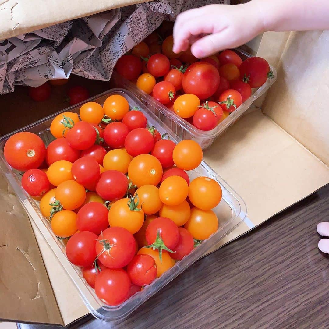井上ゆりなさんのインスタグラム写真 - (井上ゆりなInstagram)「北海道の親戚から頼んでたトマトきたー♡🍅♡最近どのトマトも甘くなくて買うの大変だったから嬉しい😊ムスメーもこのトマトなら口に入れてくれるの〜よ〜 しかし量よ。ww(☝︎ ՞ਊ ՞)☝︎大量すぎるぅ〜笑 #甘いトマト #ミニトマト #大量」9月25日 19時18分 - i.yurina12