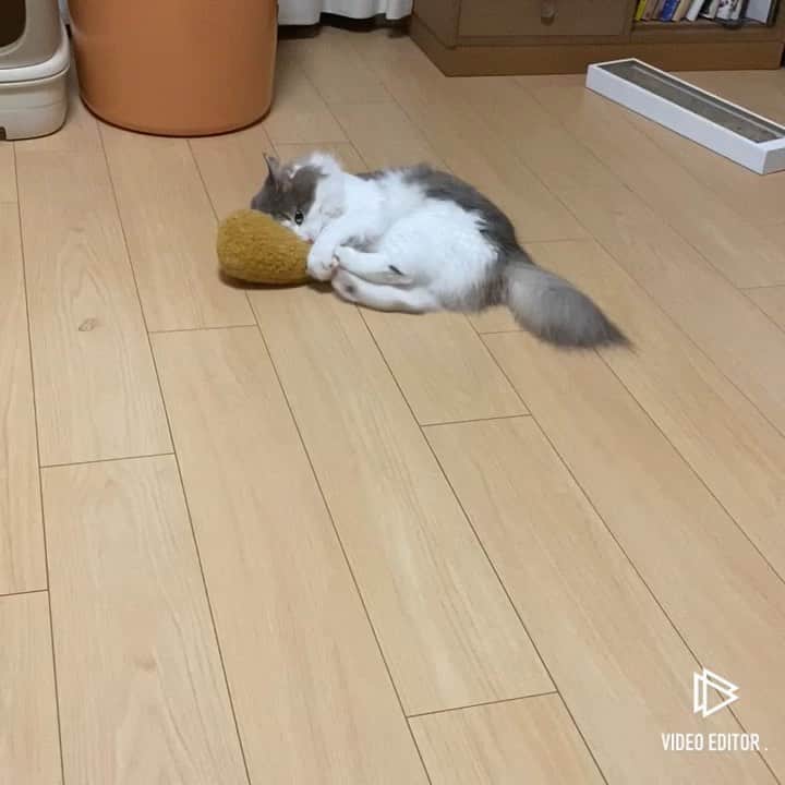 三好春奈のインスタグラム：「やっぱりニトリ製フライドチキンがお好きなノルウェージャンフォレストキャット #cat #銀次 #みゅうちゃんは私の腕の中で元気にすやすや寝ています。」