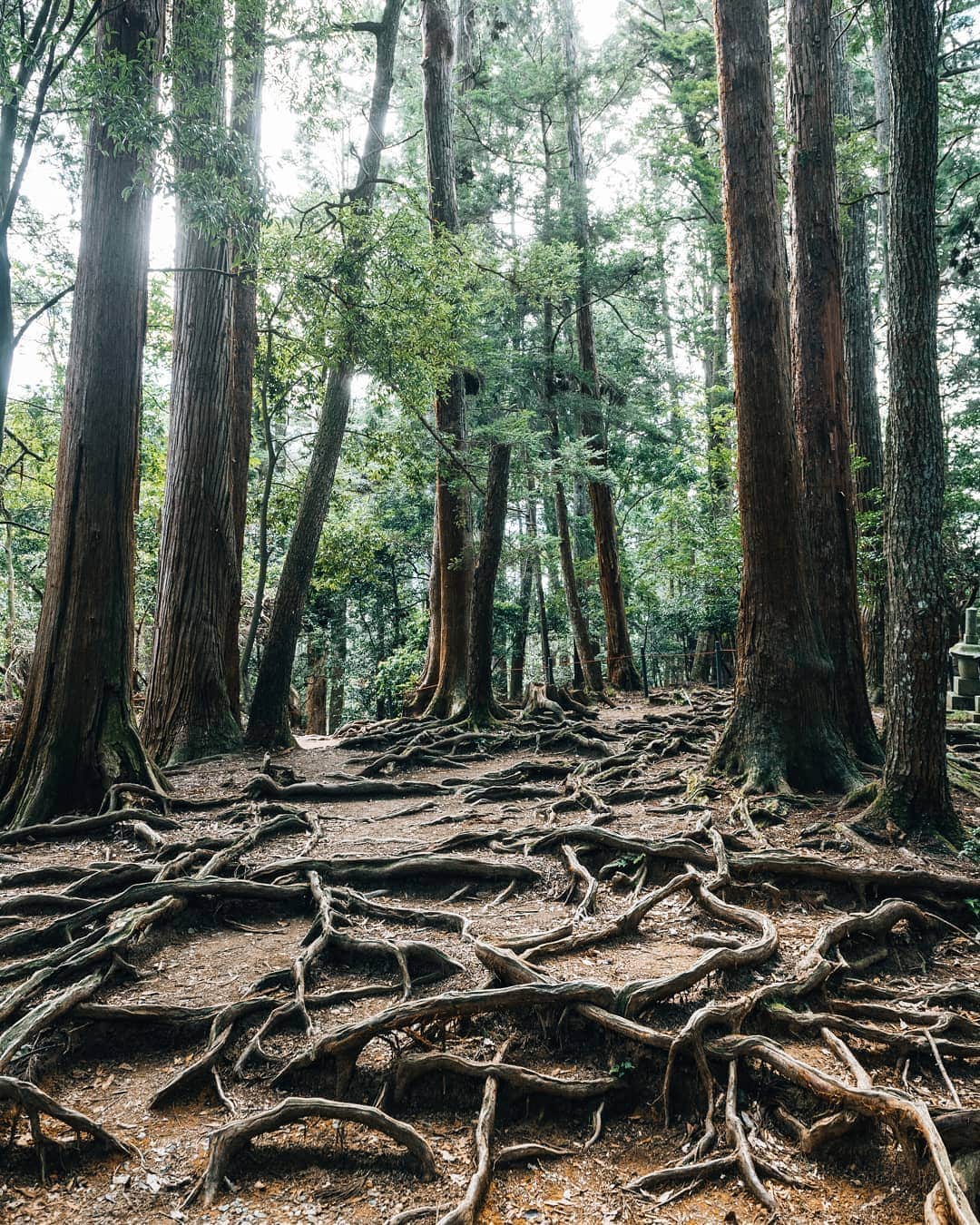 京都いいとこフォトのインスタグラム：「. 鞍馬山の木の根道。 岩盤が硬く、地下に根を張れない杉の根が地表に表出し、独特な景観を生み出しています。 ここには戦国武将 源義経が跳躍の稽古をしたという伝説も残っているそうです。 . The root road of the tree of Mt. Kurama. The roots of the cedar, which is hard and cannot have roots in the basement, appear on the surface of the earth, creating a unique landscape. It is said that the legend that sengoku warlord Yoshitsune did the practice of the jumping remains here, too. . . . Date : 2019.9.25 Location : #鞍馬山 #Kuramayama Photo : @hino0117 .」