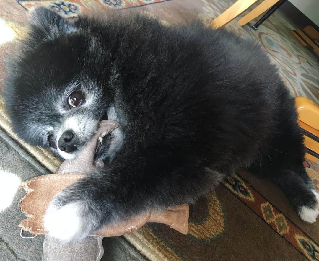 藤原ゆかのインスタグラム：「噛んでは飽きて、噛んでは飽きての昼下がり🐻 #pomeranian #pomestagram #黒ポメ」