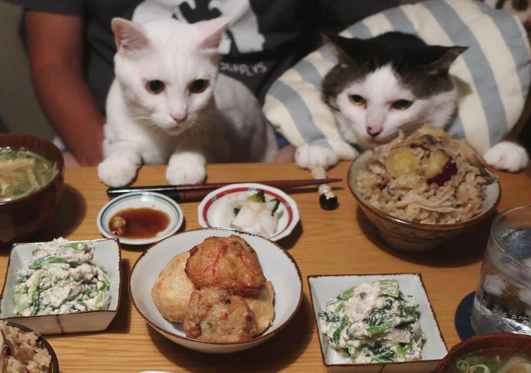 八、おこめさんのインスタグラム写真 - (八、おこめInstagram)「秋は、お芋の炊き込みご飯🍠 今日の夕飯とちゃうけどw ・炊き込みご飯(さつま芋・舞茸・豚こま) ・小松菜と椎茸の白和え ・さつま揚げ(生姜醤油でうまい♩) ・もやしと油揚げのお味噌汁 ・カブのお漬け物 2枚目→ハッチャン、お芋ガン見w おこちゃん、微妙にカメラ目線とちゃうw 3枚目→かと思いきや、2人とも本命はさつま揚げ❤︎ #八おこめ #ねこ部 #cat #ねこ #猫 #ネコ #八おこめ食べ物」9月25日 22時58分 - naomiuno