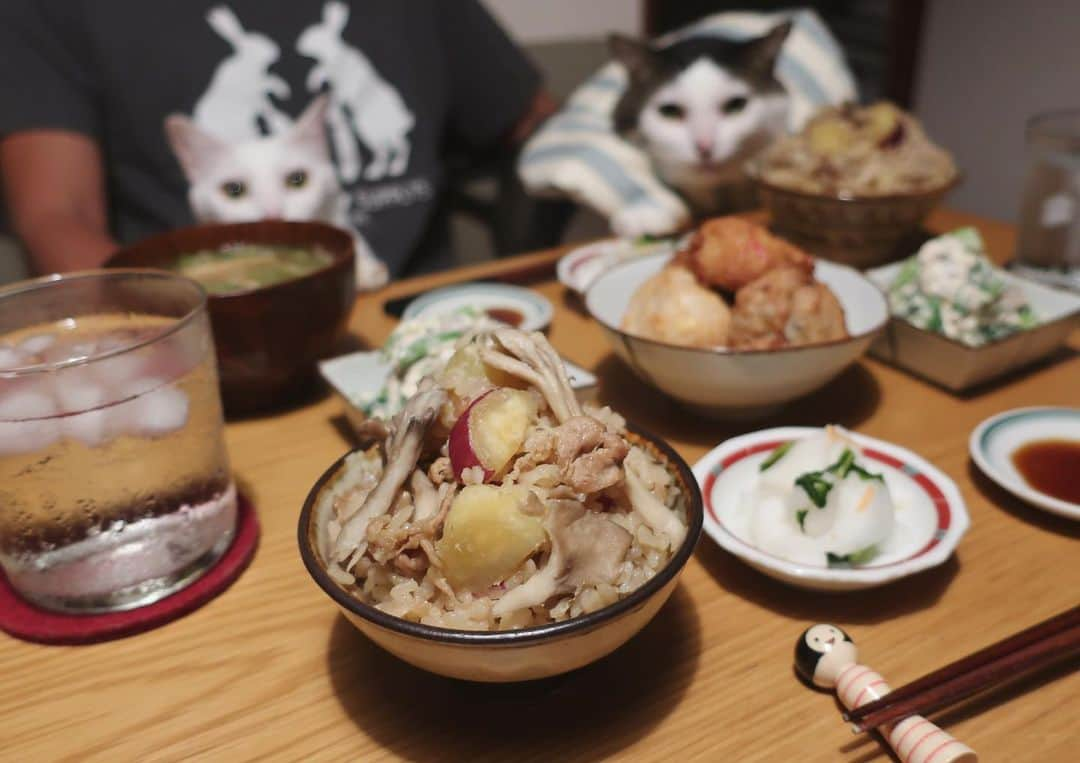 八、おこめさんのインスタグラム写真 - (八、おこめInstagram)「秋は、お芋の炊き込みご飯🍠 今日の夕飯とちゃうけどw ・炊き込みご飯(さつま芋・舞茸・豚こま) ・小松菜と椎茸の白和え ・さつま揚げ(生姜醤油でうまい♩) ・もやしと油揚げのお味噌汁 ・カブのお漬け物 2枚目→ハッチャン、お芋ガン見w おこちゃん、微妙にカメラ目線とちゃうw 3枚目→かと思いきや、2人とも本命はさつま揚げ❤︎ #八おこめ #ねこ部 #cat #ねこ #猫 #ネコ #八おこめ食べ物」9月25日 22時58分 - naomiuno