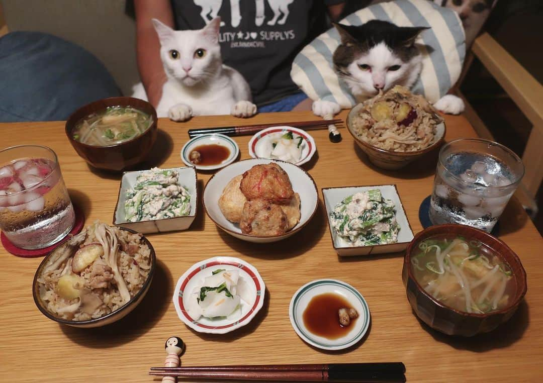 八、おこめさんのインスタグラム写真 - (八、おこめInstagram)「秋は、お芋の炊き込みご飯🍠 今日の夕飯とちゃうけどw ・炊き込みご飯(さつま芋・舞茸・豚こま) ・小松菜と椎茸の白和え ・さつま揚げ(生姜醤油でうまい♩) ・もやしと油揚げのお味噌汁 ・カブのお漬け物 2枚目→ハッチャン、お芋ガン見w おこちゃん、微妙にカメラ目線とちゃうw 3枚目→かと思いきや、2人とも本命はさつま揚げ❤︎ #八おこめ #ねこ部 #cat #ねこ #猫 #ネコ #八おこめ食べ物」9月25日 22時58分 - naomiuno