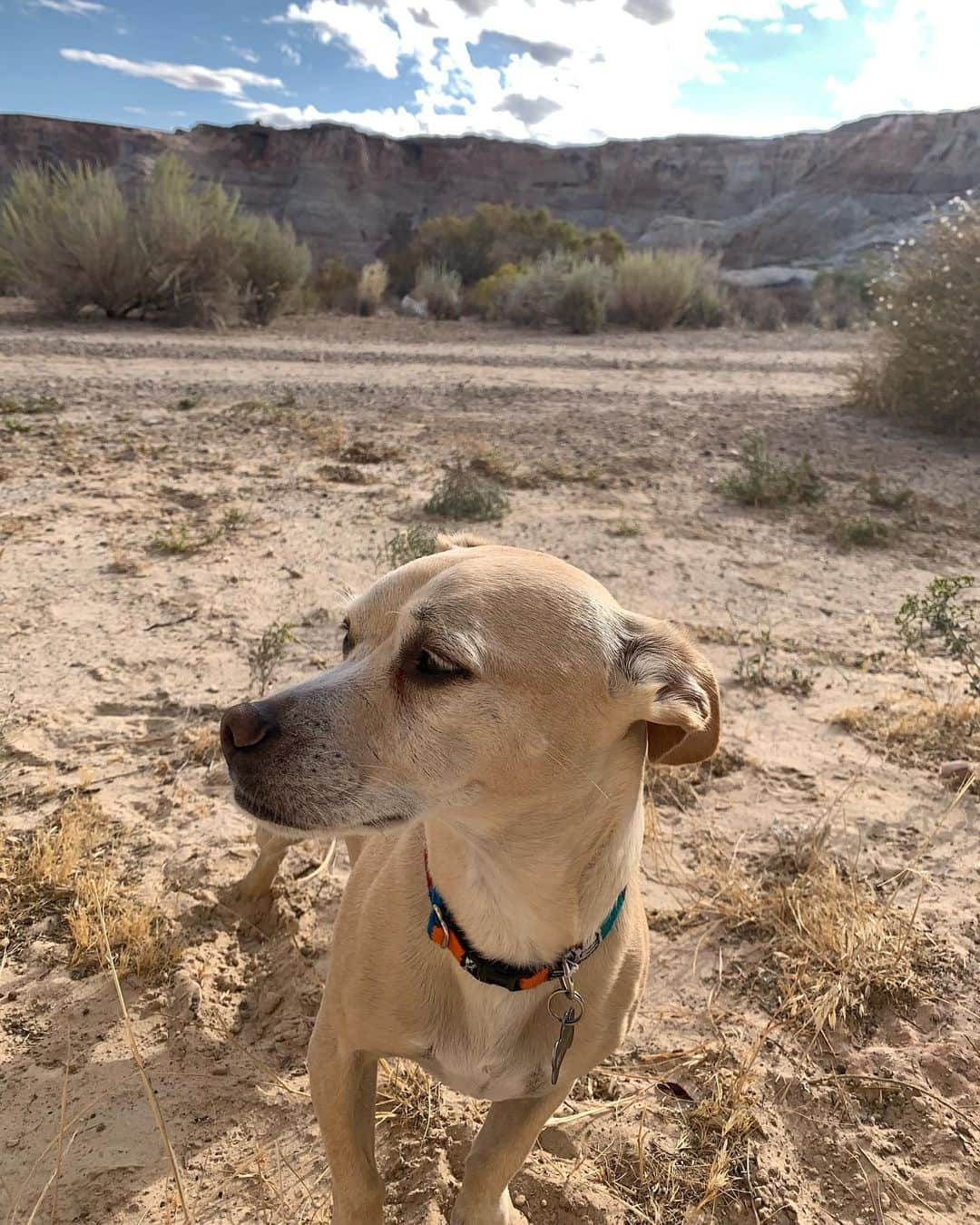 マイリー・サイラスさんのインスタグラム写真 - (マイリー・サイラスInstagram)「Bean + MC = 4EVR 🖤🌄🖤🌄」9月25日 23時28分 - mileycyrus