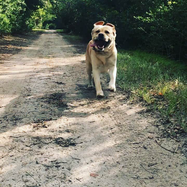 Huckのインスタグラム：「My wednesday mornings be like.... 🐾🏃🏼‍♂️💨 . . . . . . . #gottablast #labradorretriever #talesofalab #thelablove_feature #yellowlab #huckthehunk #worldoflabs #instalabs #labsofinstagram #retriever #fab_labs_ #worldofmylab #retrievergram #fab_labs #labphotooftheday #yellowlaboftheday #charlestonsc #englishlabs #thelablove #itsalabthing #dogsofinstagram」