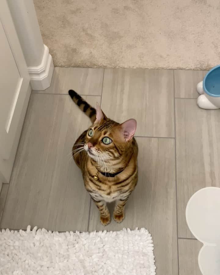 のインスタグラム：「Waiting patiently for treats.」