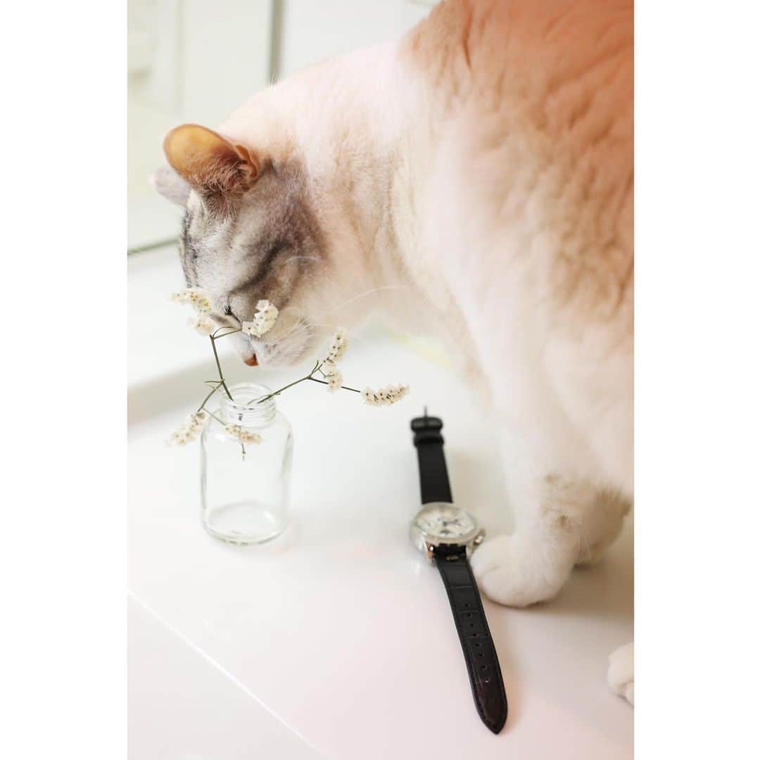 Natsukiのインスタグラム：「今日25日はしらすの8歳の誕生日でした(^^)（日付変わっちゃったけどw）  特に誕生日らしいことはせずだけど、ふつうに元気でいてくれればそれで良し！  とうとうしらすもシニア。最近はしらすデラックスから、カオナシへと変化を遂げたけれど、そろそろ病気なりそうだから考えなきゃねwww  #cat  #Scottishfold  #猫のいる暮らし  ここからはPR  @loborjapan より素敵な時計を頂きました(^^) 使わないと針が止まる分、常に付けたくなる時計。 シンプルでどんなスタイルにも使えてお気に入りの1つになりました(^^) 興味ある方は、ぜひ覗いてみて下さいね(^^) #lobor #ロバー #腕時計 #時計 #手元倶楽部  クーポンコード【mil0904】で、10%オフになります。」