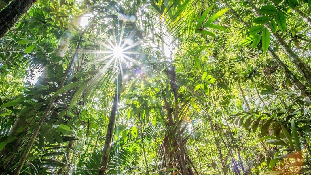 レオナルド・ディカプリオさんのインスタグラム写真 - (レオナルド・ディカプリオInstagram)「Protect. Recover. Restore. Together, the new #Forests4Life Partnership, which is being announced now at the #UNClimateSummit will halt and reverse the degradation of a billion hectares of the world’s great forests, ensuring a viable future for all life on Earth. Join us. #ClimateAction @TheWCS @RainforestNORW @undp @global_wildlife_conservation @WorldResources (photo by @robindmoore)」9月26日 6時11分 - leonardodicaprio