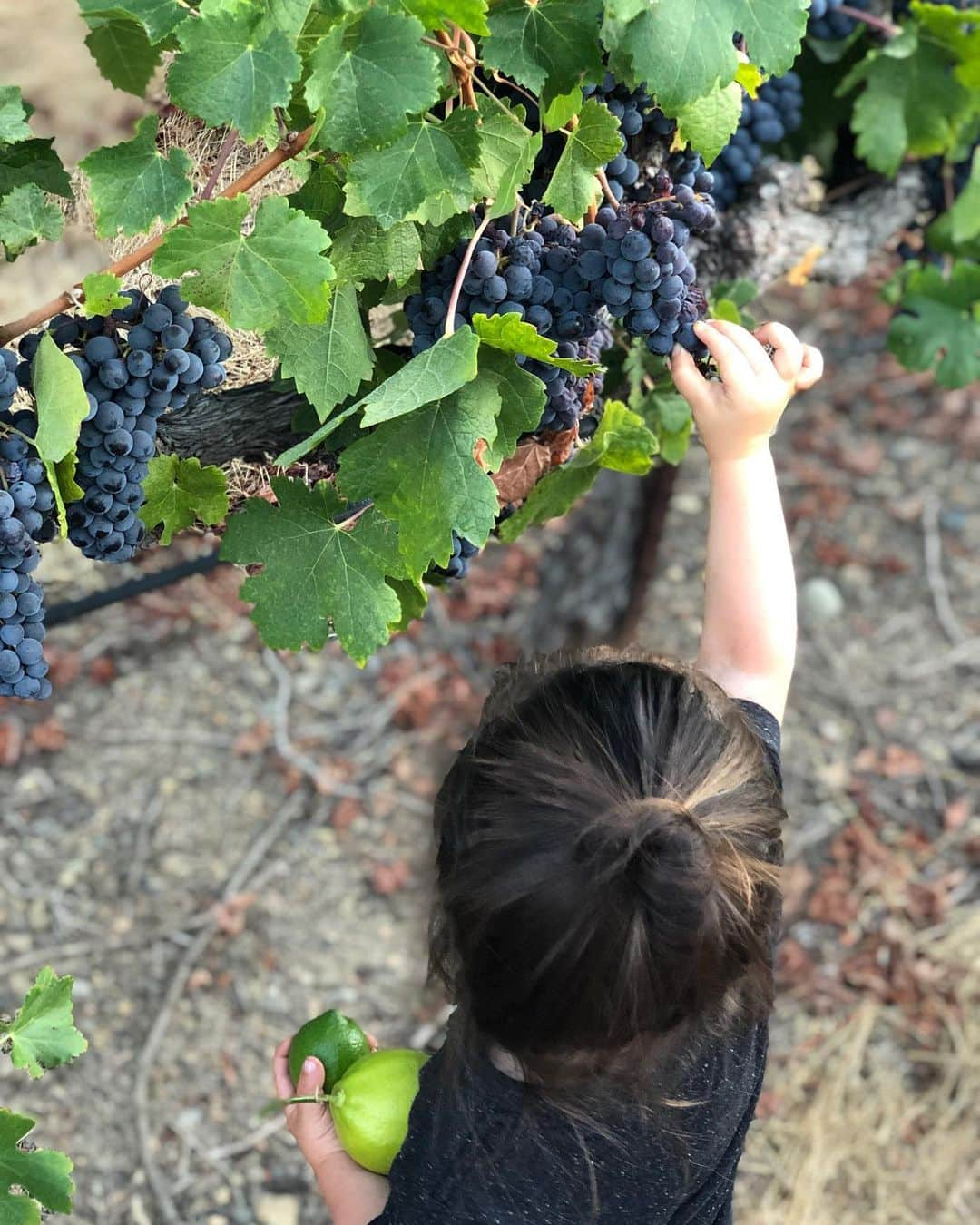 クリスティン・ヒルデブランドさんのインスタグラム写真 - (クリスティン・ヒルデブランドInstagram)「We had the sweetest little weekend up in Sonoma last weekend with some of my closest friends from Stanford that I haven’t seen in wayyy too long. It was full of babies, sunset vineyard walks, hammock snuggles, great food, a beautiful pond where Rhett got to see all the fishes (& nearby horsies!), and lots of yummy local wine. Just what my heart needed. Thanks again for having us at your UHMAZING family home @hmosey_ ❤️🍇🍷🍷🍼🍼🍼 ALSO, traveling with Rhett on the airplane to and from SFO was SO FUN. It was the first time he’s traveled where he actually understood we were on an✈️. He must have said the four consecutive words “mama, dada, “wett” (Rhett), “airpwane” —with the biggest smile — 78 times. the cutest. ❤️❤️❤️」9月26日 7時28分 - _kristinhildebrand