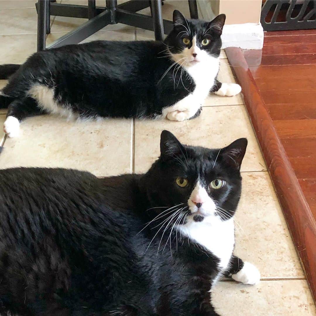 Tuxedo Cat Brosのインスタグラム：「I’ve had a busy few weeks and it’s good to finally be home with my chonky boys! I’m still not ready for fall though!! #summerforever」