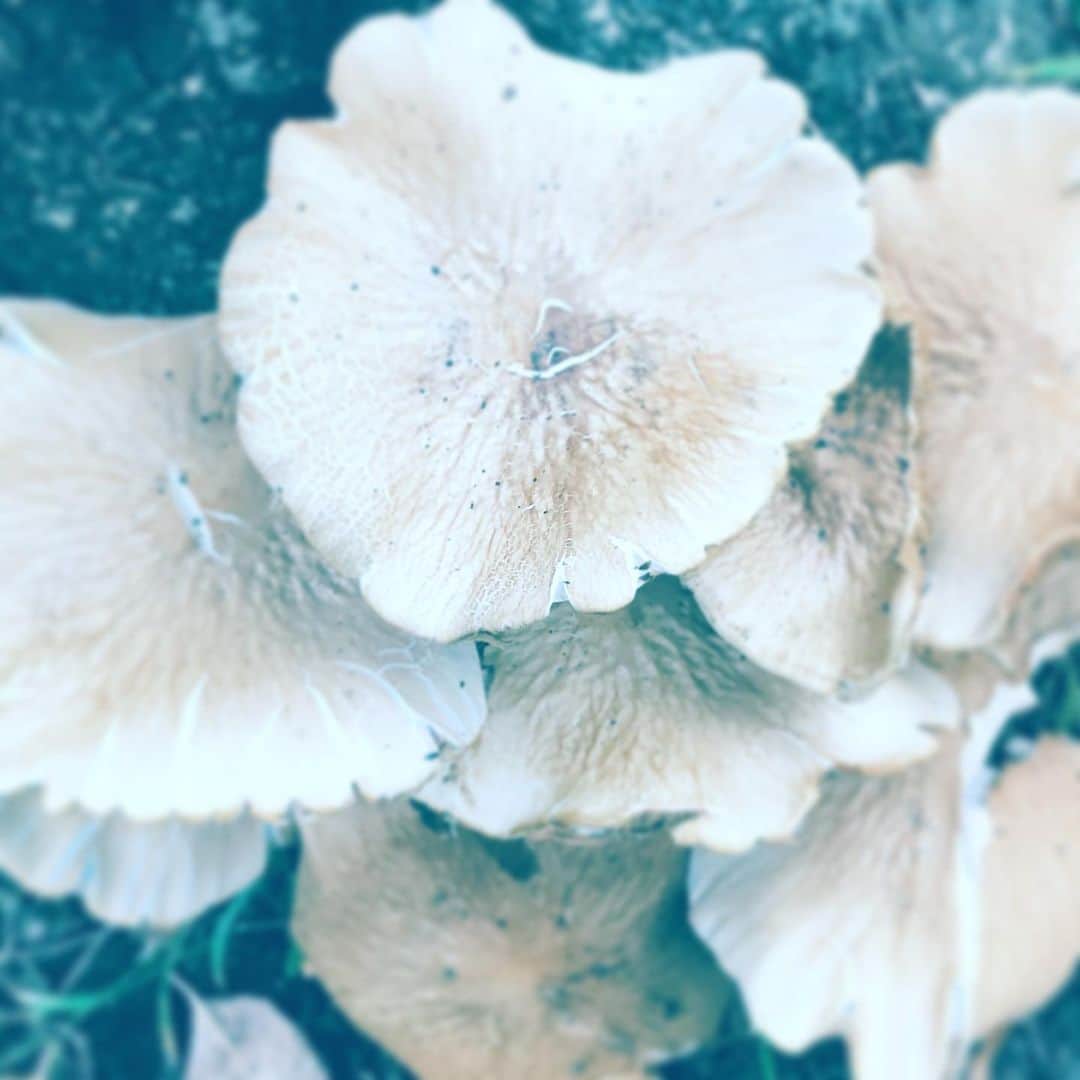 中野敬久さんのインスタグラム写真 - (中野敬久Instagram)「#mushroom #natural #street #poison #ornot」9月26日 9時23分 - hirohisanakano