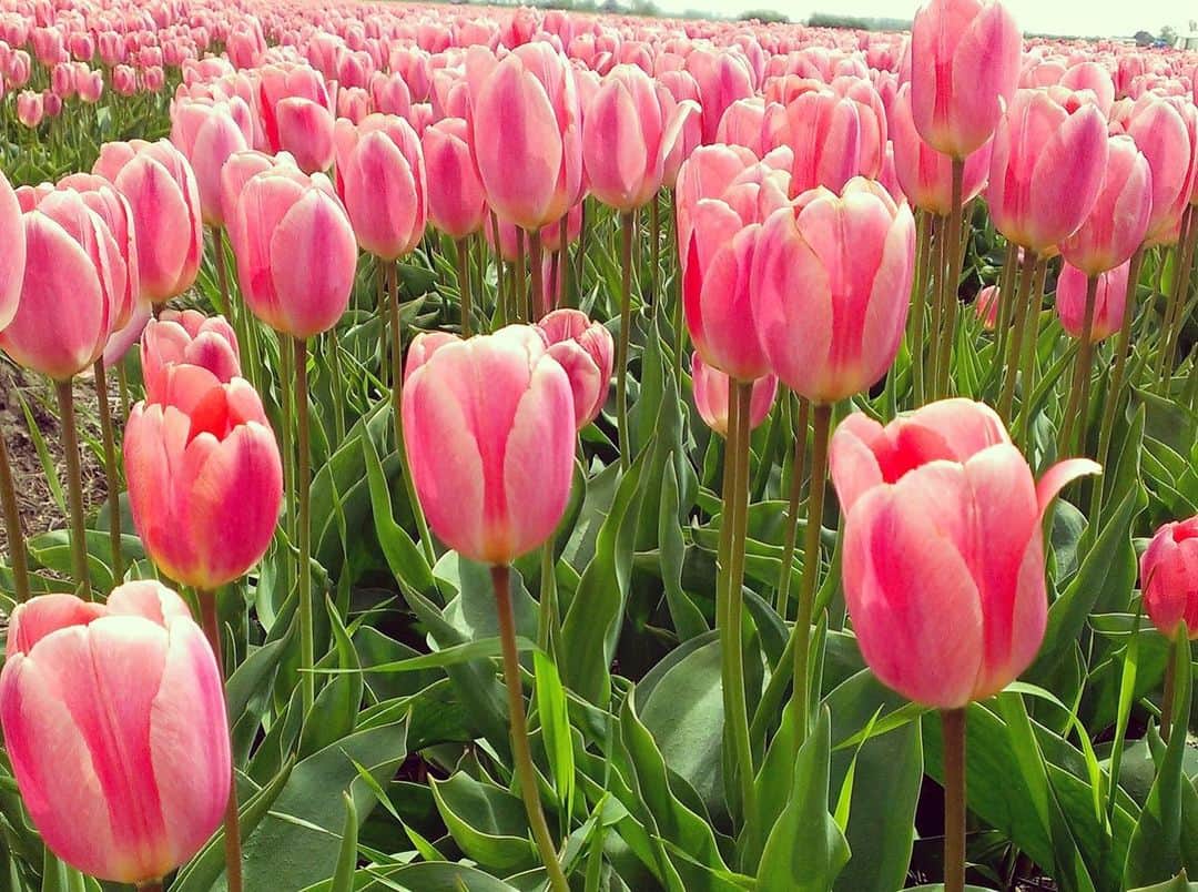理絵さんのインスタグラム写真 - (理絵Instagram)「久しぶりにチューリップ畑🌷を載せてみる  こんなに沢山のチューリップを見ることはもう無いような気がします  #チューリップ畑 #チューリップ #튤립 #tulips #tulipano #オランダ #netherlands #nederland #holland #花 #꽃 #flowers #flower #fiore #花畑 #思い出」9月26日 21時38分 - ____rie____