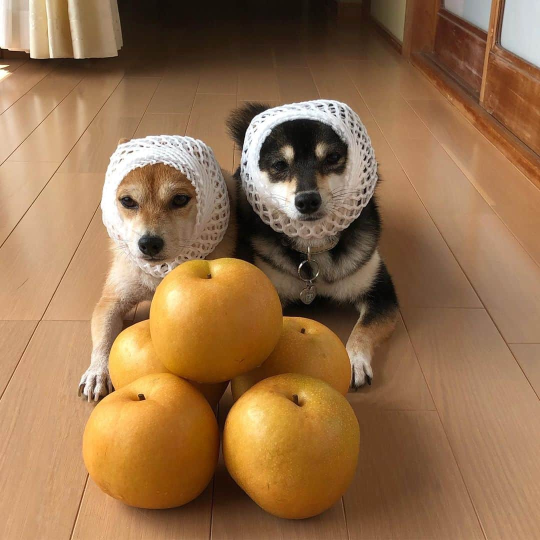 豆柴なつ&ふゆさんのインスタグラム写真 - (豆柴なつ&ふゆInstagram)「Japanese pear🍐😊💓 梨もらいました🍐😊💓 #梨 #pear #甘い #もらいもの #秋 #dogsofinstagram  #柴犬#shiba #shibainu #shibastagram #shibamania #sweet#豆柴#癒し #仲良し #pecoいぬ部#doglove #dogstagram #dogoftheday #かわいい#instashiba #🐕📷 #ふわもこ部#love#犬#シバフル#instacute #柴#proudshibas #cutepets」9月26日 20時30分 - mameshiba.natsuinu56