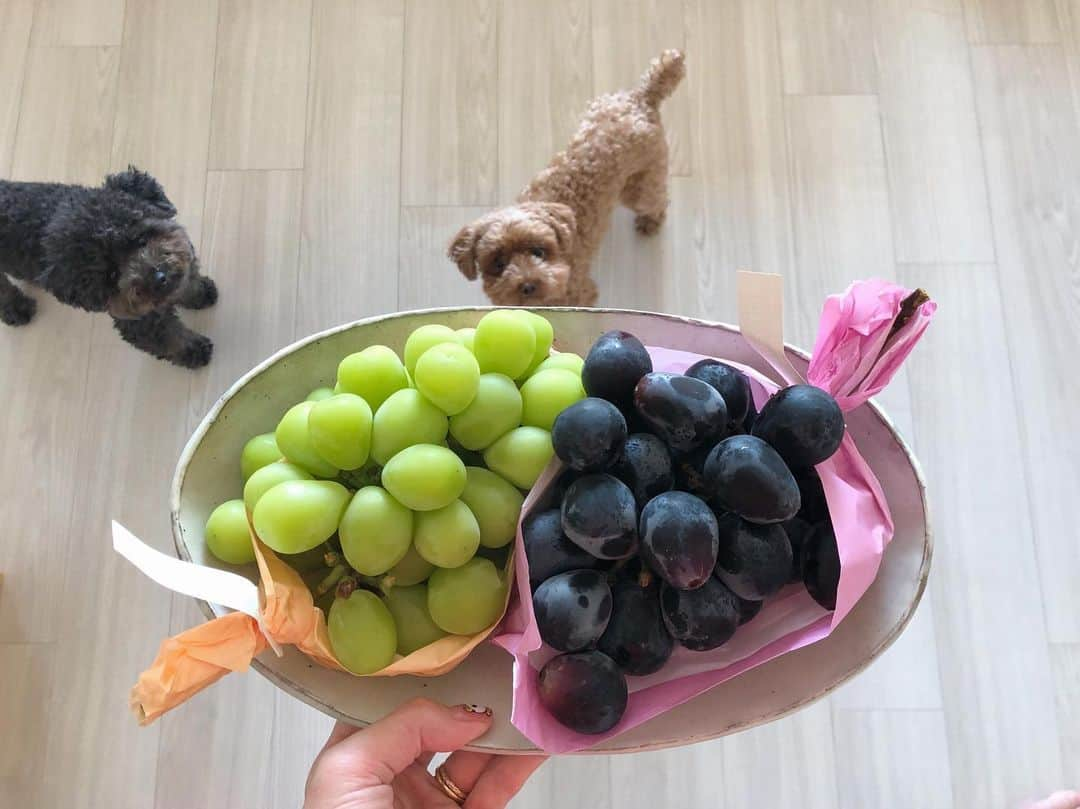 木村沙織さんのインスタグラム写真 - (木村沙織Instagram)「. 今年も秋は美味しいがいっぱい🥺💓 . #🍇」9月26日 13時10分 - saoriiiii819