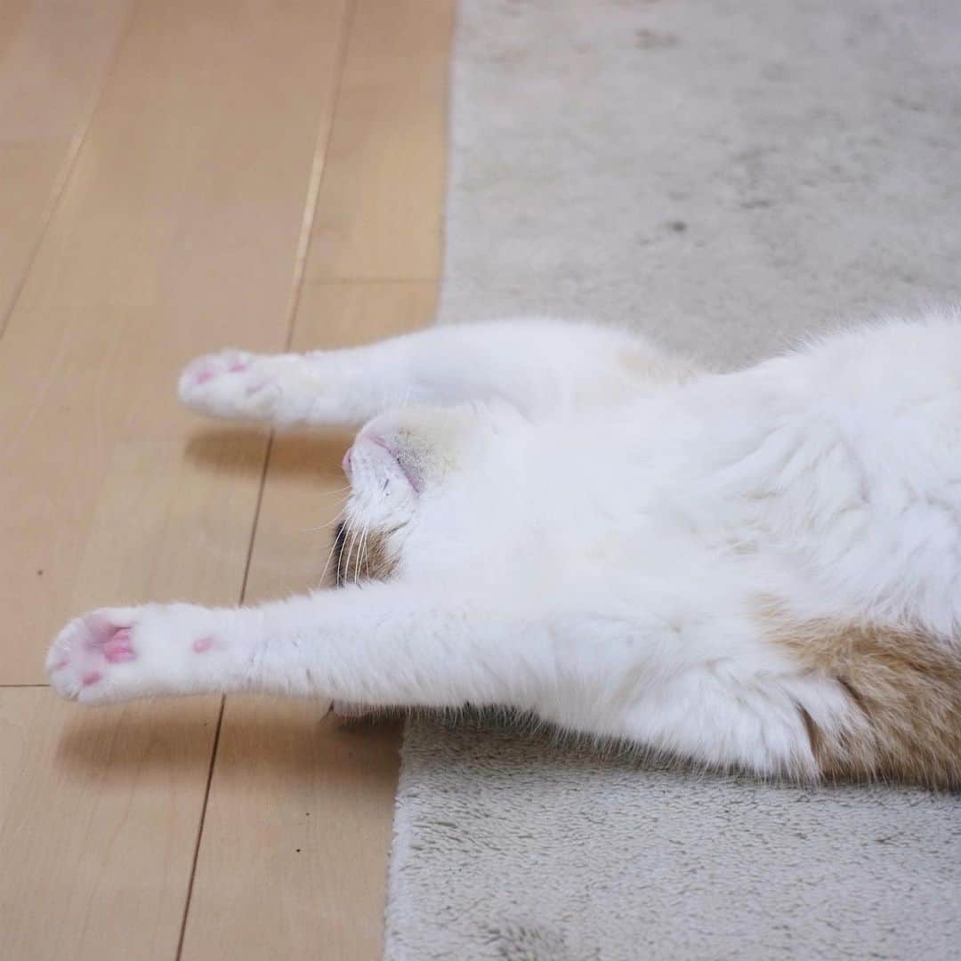 guremikeのインスタグラム：「#guremike #photography #photooftheday #catlife #animal #cat #neko #love #kawaii」