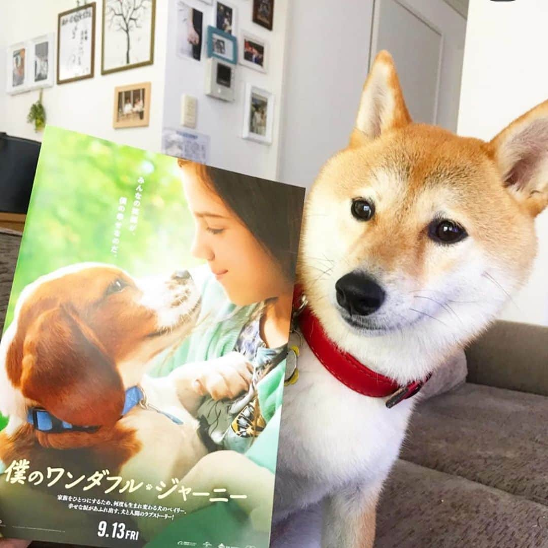 柴犬ハル&保護犬すずさんのインスタグラム写真 - (柴犬ハル&保護犬すずInstagram)「📽 . 「おかーしゃーんーー！ 明日金曜ロードショー観るよー！」 . いま上映中の映画、 #僕のワンダフルジャーニー  の前編、 #僕のワンダフルライフ　が明日9月27日 金曜ロードショーで地上波初登場するみたいです😭❤️ . 大好きな飼い主に会いたくて、 生まれ変わりを繰り返すワンコのお話。これだけで泣ける😭 . #明日はテレビの前でバスタオル持参で集合 #次の日仕事休んでいいですか #ハルすずを抱っこしながら観ようっと . #柴犬#柴#kagoshima#family#日本犬#保護犬を家族に#保護犬#元保護犬#映画#ワンダフルわんこ」9月26日 15時35分 - haruharu040777