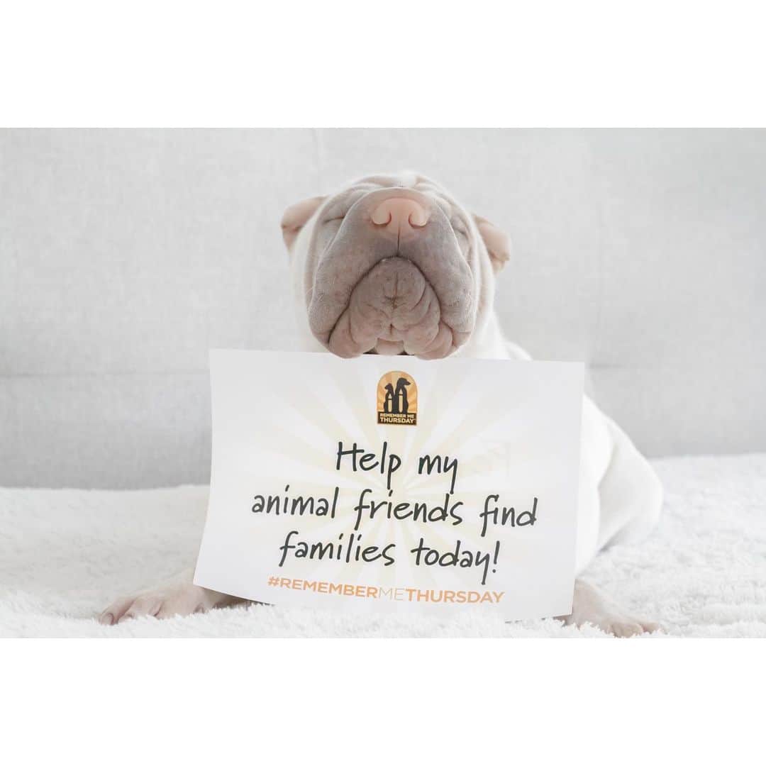 annie&pADdinGtoNさんのインスタグラム写真 - (annie&pADdinGtoNInstagram)「Today is #remembermethursday 💛 !Paws up in the comments with the hashtag #remembermethursday if you have a rescue furbaby so we can show the world how amazing rescue pets are! #petrescue #lambington #sharpei #sharpeisofinstagram #dog #dogs #dogsofinstagram #wrinkles #love #instagood #weeklyfluff #iloveyoutothemoonandback」9月26日 16時23分 - anniepaddington
