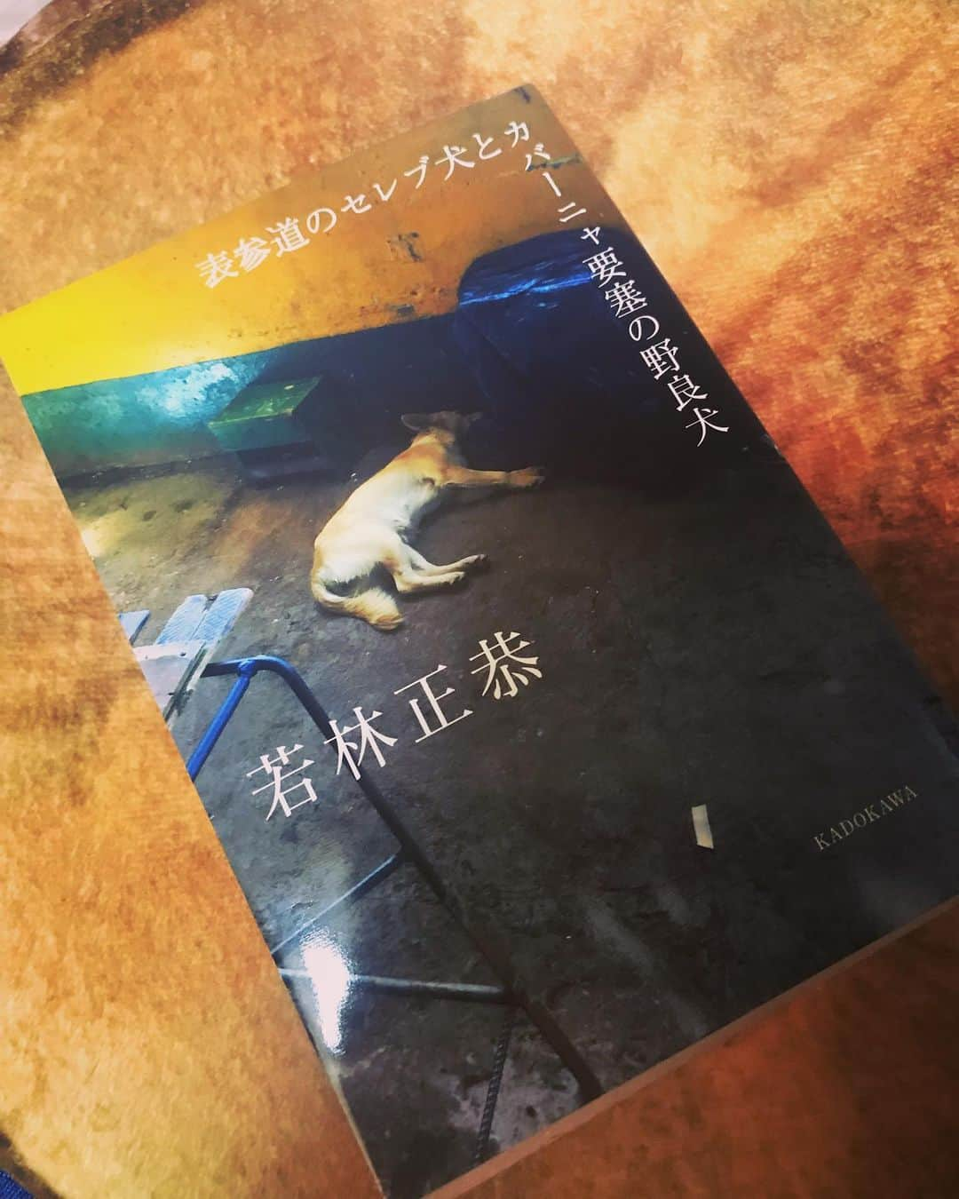 山田しょうこさんのインスタグラム写真 - (山田しょうこInstagram)「📚 読んだらちょっと生きるのが楽になる本 若林さんのキューバひとり旅についての本かと思いきや、世界や人生を深掘りしていて、みんなが違和感があるけどなんでか分からないことが分かったり 肩の力を抜いてくれる優しさがあって泣けた…☺️ #表参道のセレブ犬とかバーニャ要塞の野良犬  #若林正恭  #本  #読書」9月26日 16時42分 - shokokrake0611