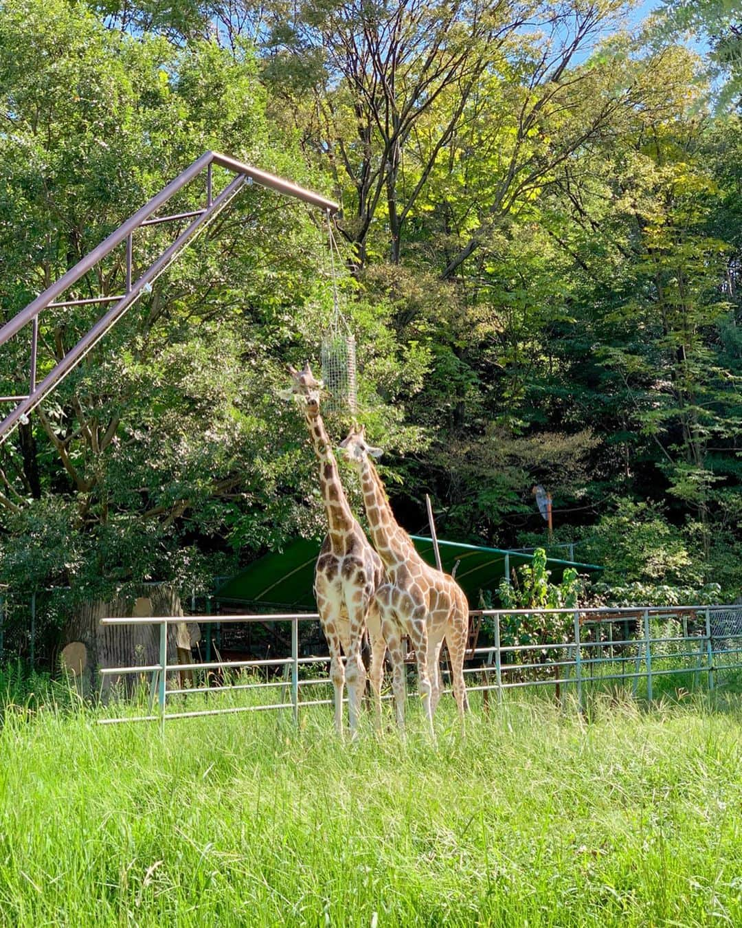 加藤千暁さんのインスタグラム写真 - (加藤千暁Instagram)「さくらさん初の動物園へ🦘🦒 まだ遠いところへの興味が薄いけど、、 外の空気にたくさん触れて機嫌よかった💞 #生後半年#ちょっと大きくなりました#動物園#まだ動物に興味はない#外でウロウロ#私が楽しかった#次はピクニック #today#halfbirthday」9月26日 16時50分 - chiaki525