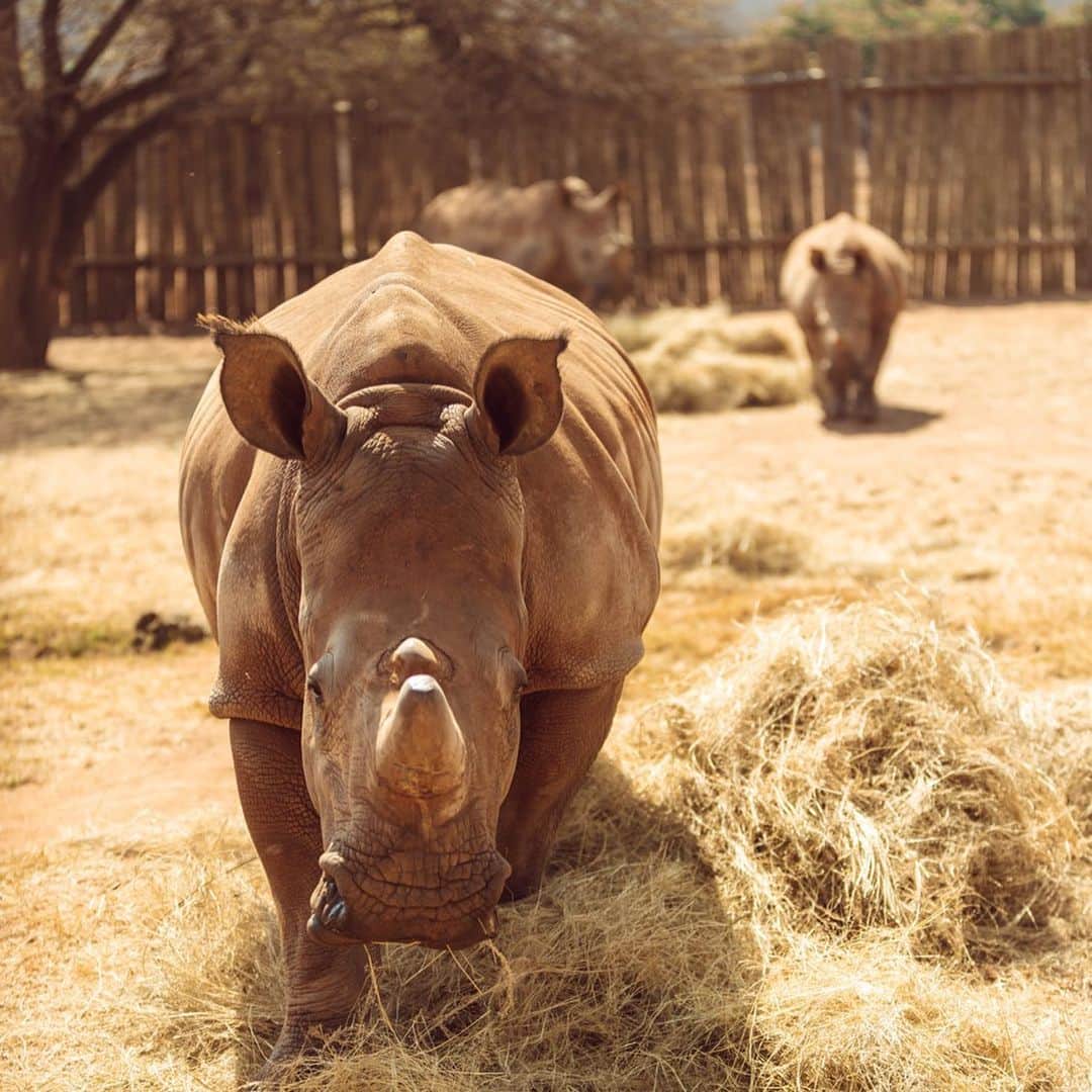 ウブロさんのインスタグラム写真 - (ウブロInstagram)「「ビッグ・バン ウニコ ソライ」 アフリカとインドでサイを絶滅から救う活動を行うソライ(SORAI –Save Our Rhino Africa India) @SORAI2016 とのコラボレーションモデルが登場。 ベージュのセラミックとカモフラージュ柄のストラップの組み合わせは、ワイルドながらも洗練された印象に。世界100本限定。  #HublotSORAI #SORAI #KrugerNationalPark #SouthAfrica #Hublot #CareForWild #SANParks #ウブロ#ビッグバンウニコ」9月26日 18時00分 - hublot_japan