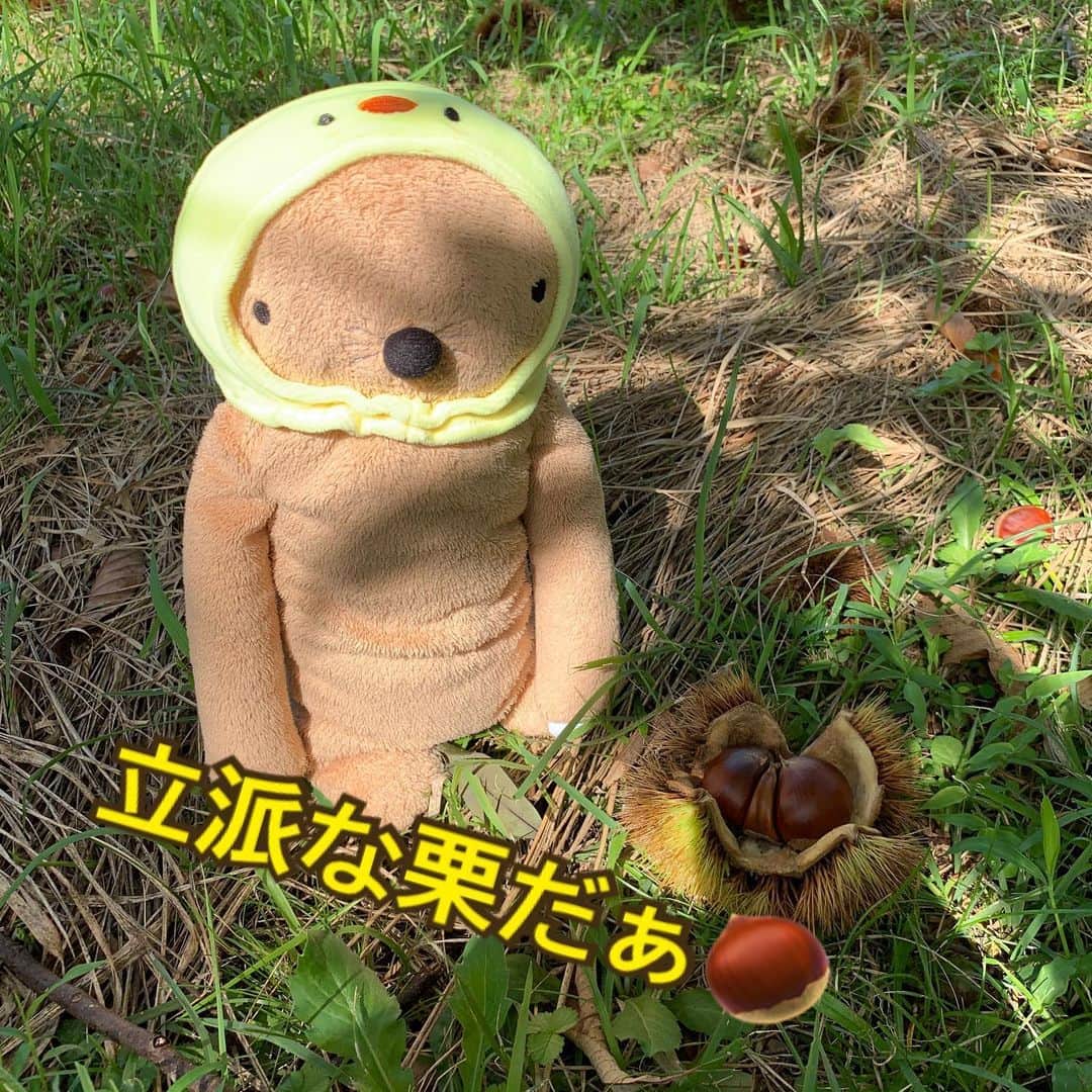 江口ともみさんのインスタグラム写真 - (江口ともみInstagram)「もぐろうです  伊豆のおばあちゃんちに昨日行ってたんだ  お彼岸のお墓参りで行ったんだけどね、親戚のワンちゃんたち。。。あんまり相手にしてくれなかった😅  ん？オラの被り物？  気にしないで見てくれる  動画で栗畑って言ってるけどは、栗林の間違いだよね、ま、そこも気にしないでくれる？  沢山栗拾って楽しかった🌰  かあさん今日明日地方だからさ、帰ったら栗ご飯作ってくれるらしい😊  #fumofumosan #フモフモさん  #もぐろう #伊豆#栗拾い #被り物#気にしないでね #ちょっと早いハロウィン？」9月26日 18時05分 - tomomin.eguchi